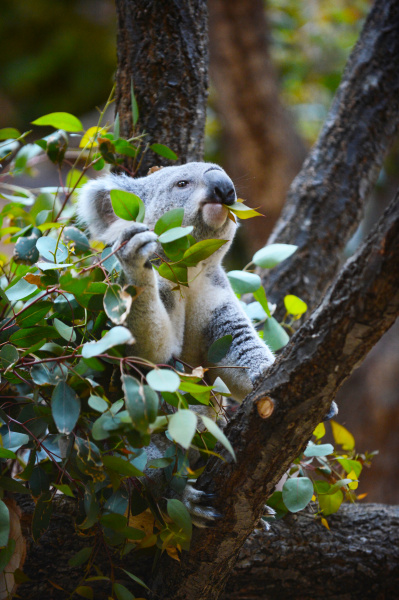 どちらもかわいい食事シーンですが、天窓からの外光が反射して目にキャッチライトが入った右の写真の方が生き生きして見えますね（東山動植物園）