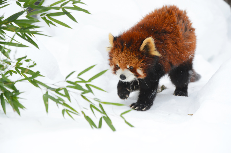 寒さに強いレッサーパンダは人間が震え上がるような寒さの中でも雪の上を元気に走り回ります。このように雪が背景のときは露出補正はプラスにすることをお忘れなく。もう少し低いアングルから撮りたかったのですが、背景に寝小屋の壁が入らないギリギリのところでシャッターを切りました（旭山動物園）