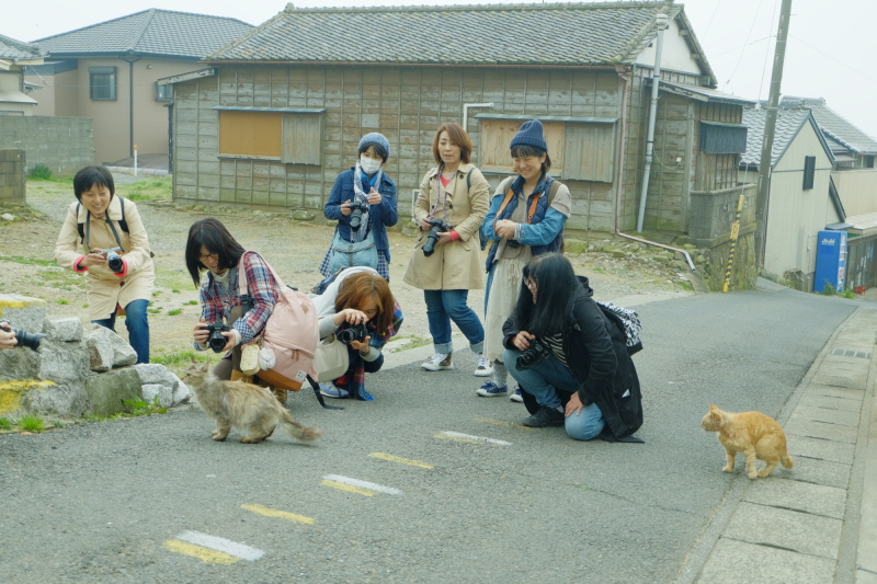 猫だまりを発見! 猫たちも人間に慣れていて寄ってきてくれました。