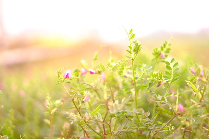 撮影：きょん♪さん。「線路横でカラスノエンドウを見つけたとき、子どもの頃の記憶がふっと蘇りました。そんな懐かしい気持ちをあたたかい色味でパチリ」