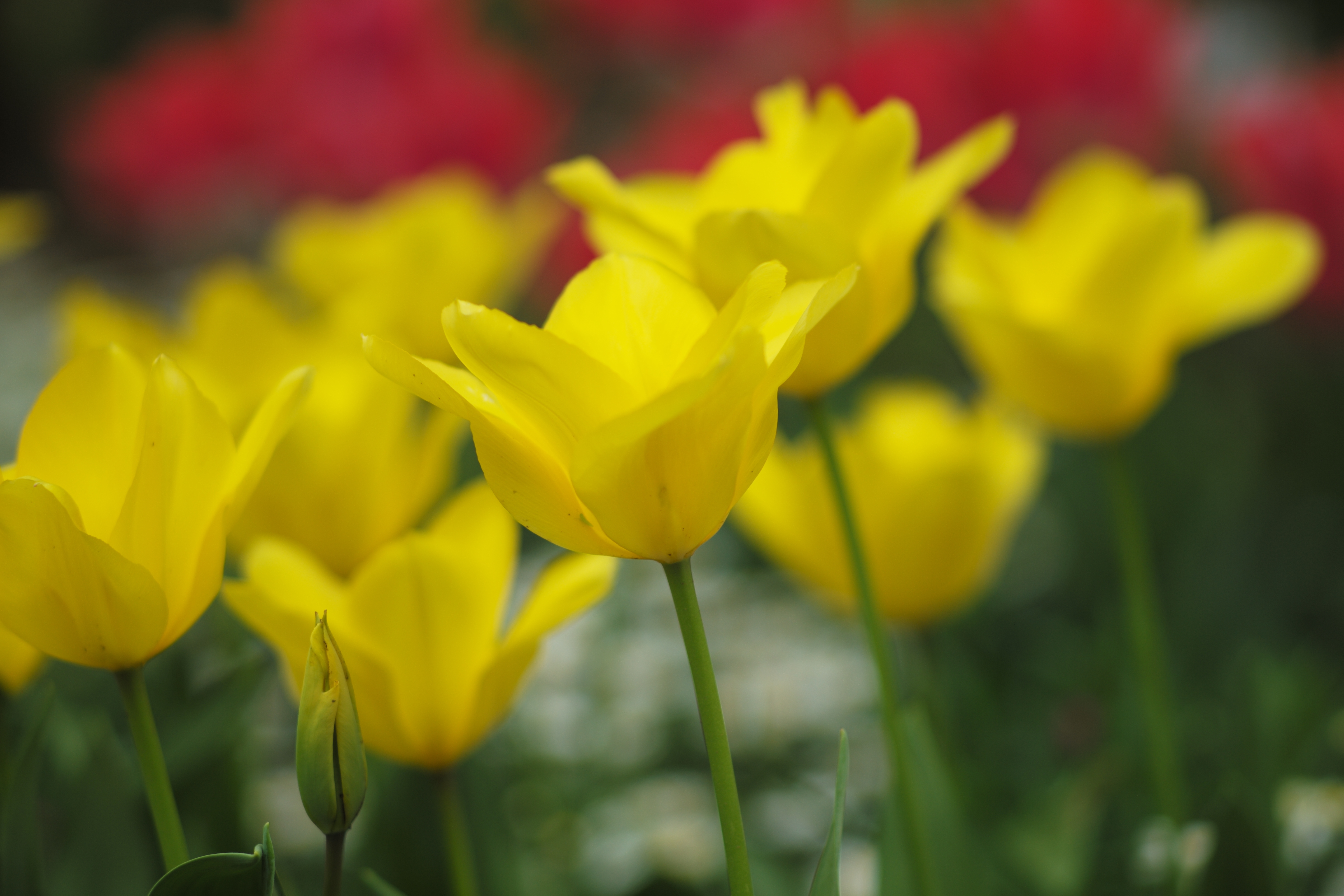 ISO200 / F2.8 / 1/1,000秒 / +0.3EV