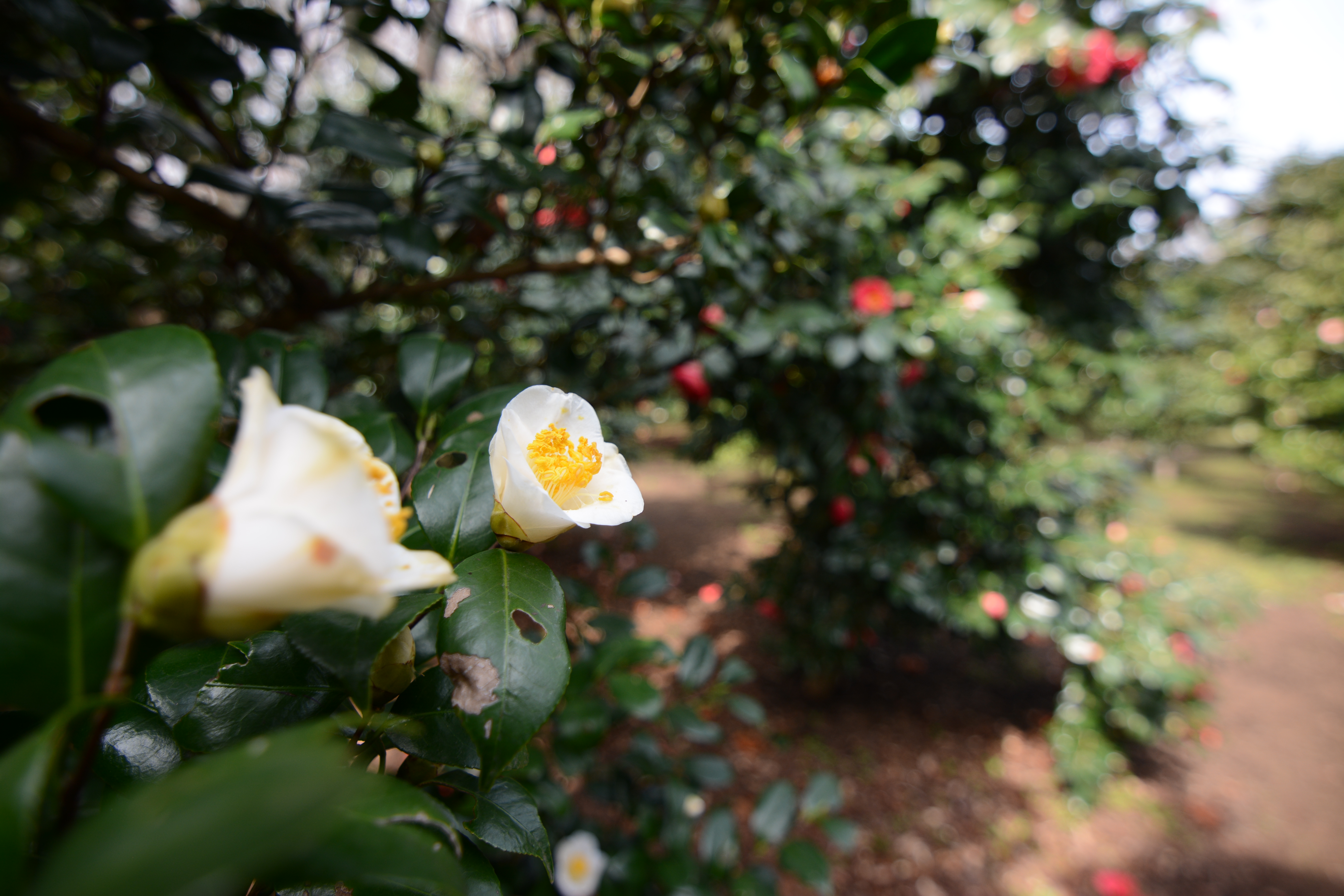絞り開放・最短撮影距離（約28cm）で撮影。D7100 / 1/320秒 / F2.8 / -0.7EV / ISO100 / 絞り優先AE / 11mm