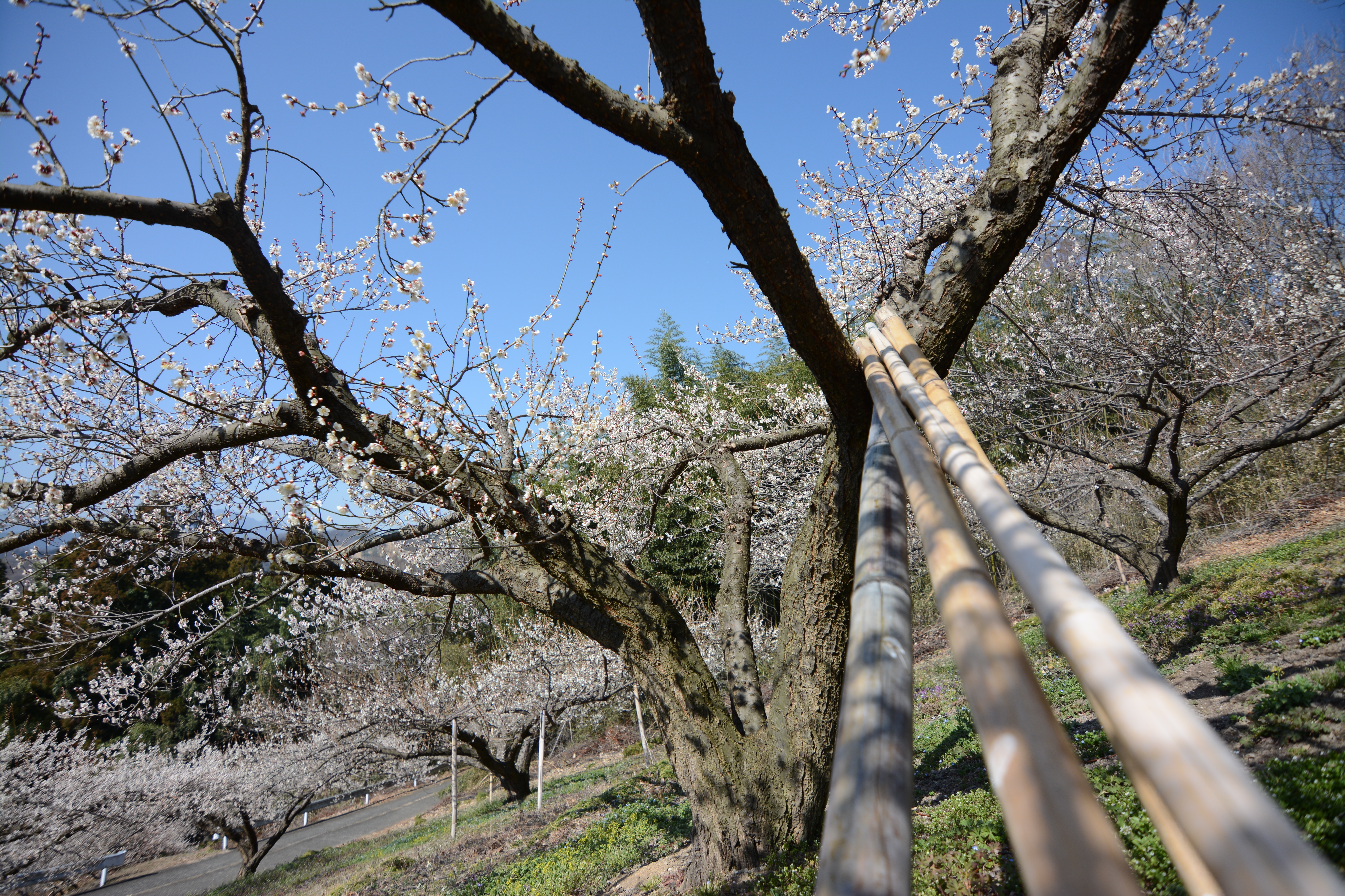 絞り開放・距離数mで撮影。D7100 / 1/2,000秒 / F2.8 / -0.3EV / ISO100 / 絞り優先AE / 11mm