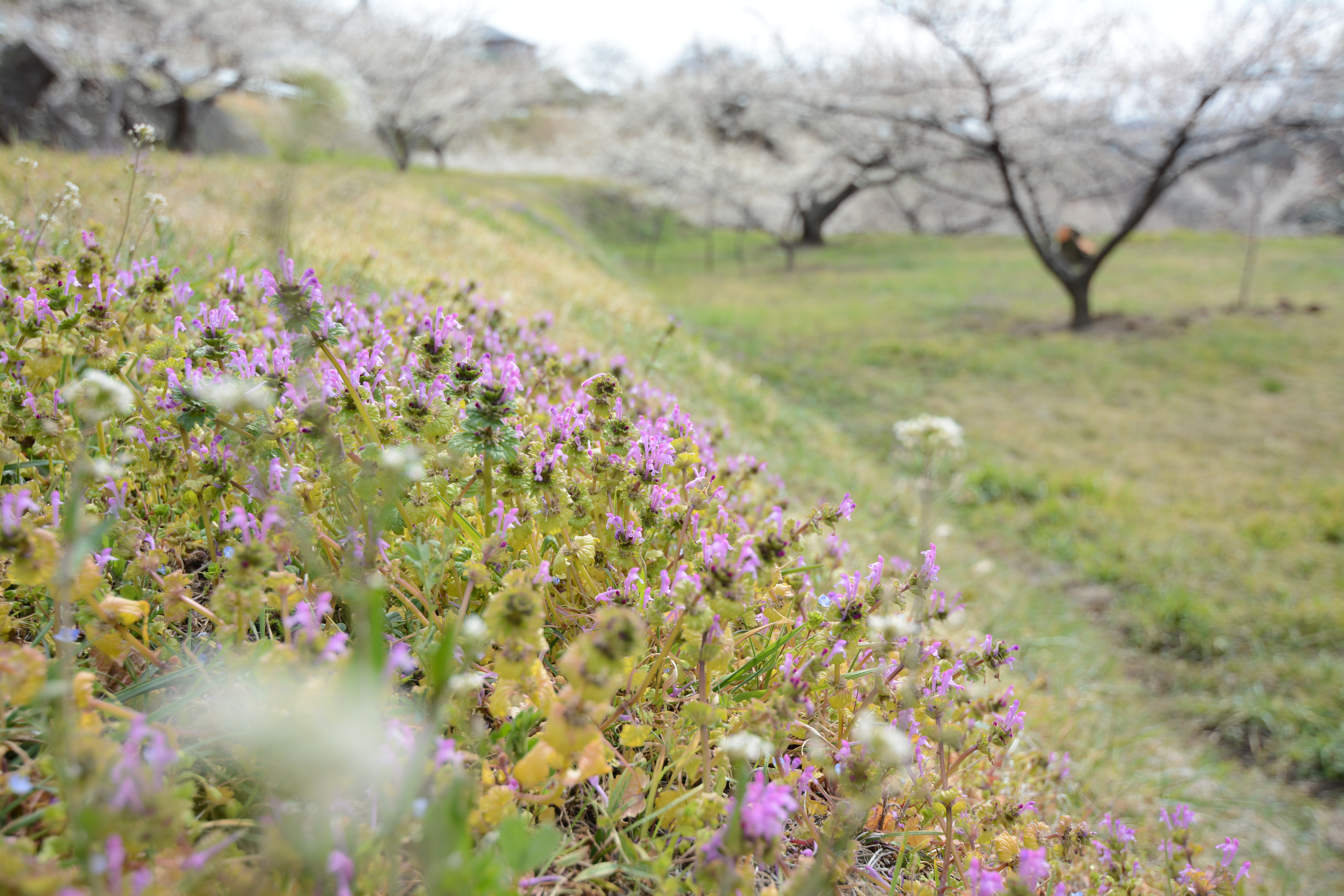 絞りF4・距離数mで撮影。D7100 / 1/500秒 / F4 / 0EV / ISO100 / 絞り優先AE / 20mm