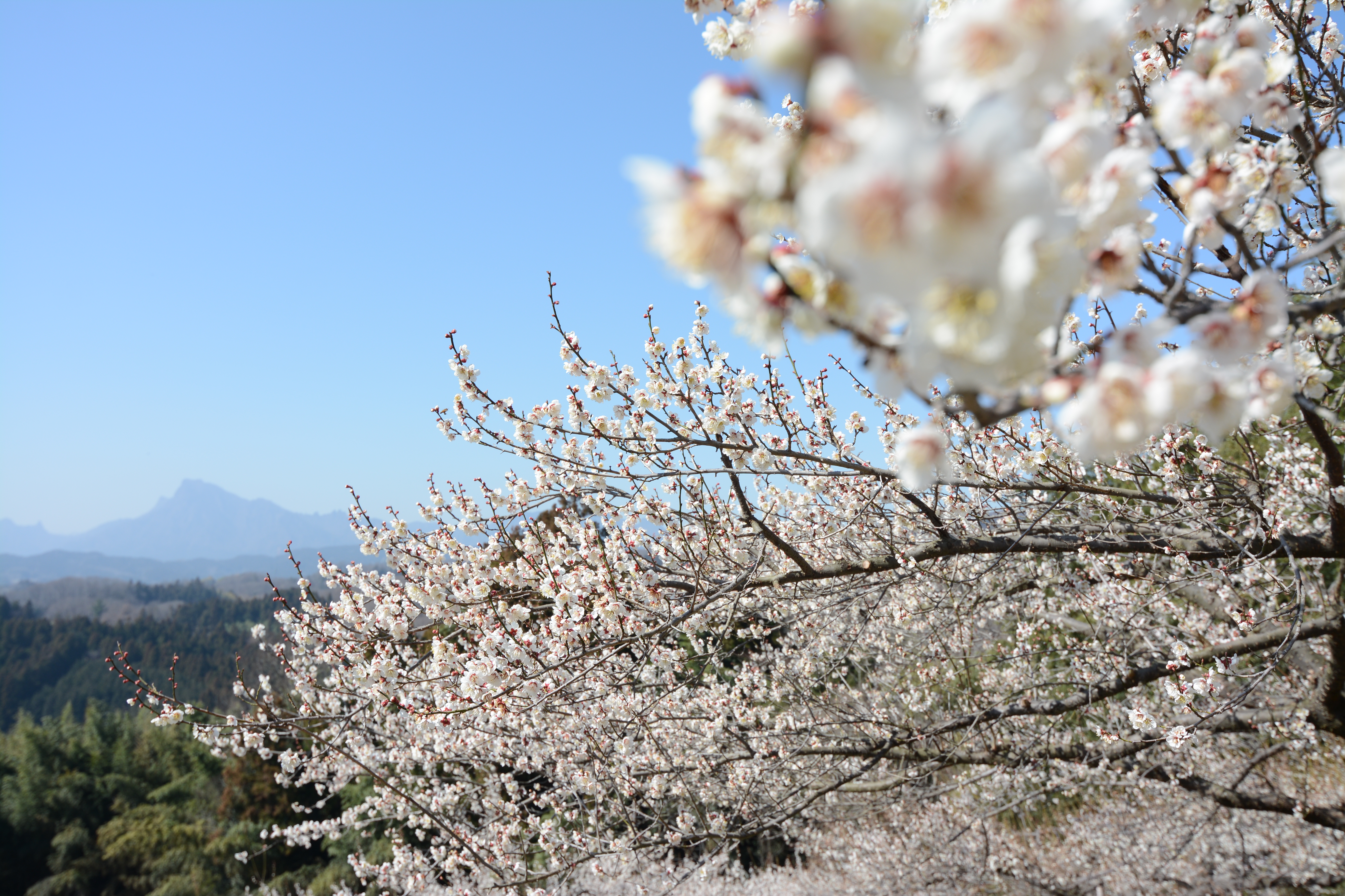 絞りF5.6・距離数mで撮影。D7100 / 1/500秒 / F5.6 / -0.3EV / ISO100 / 絞り優先AE / 20mm