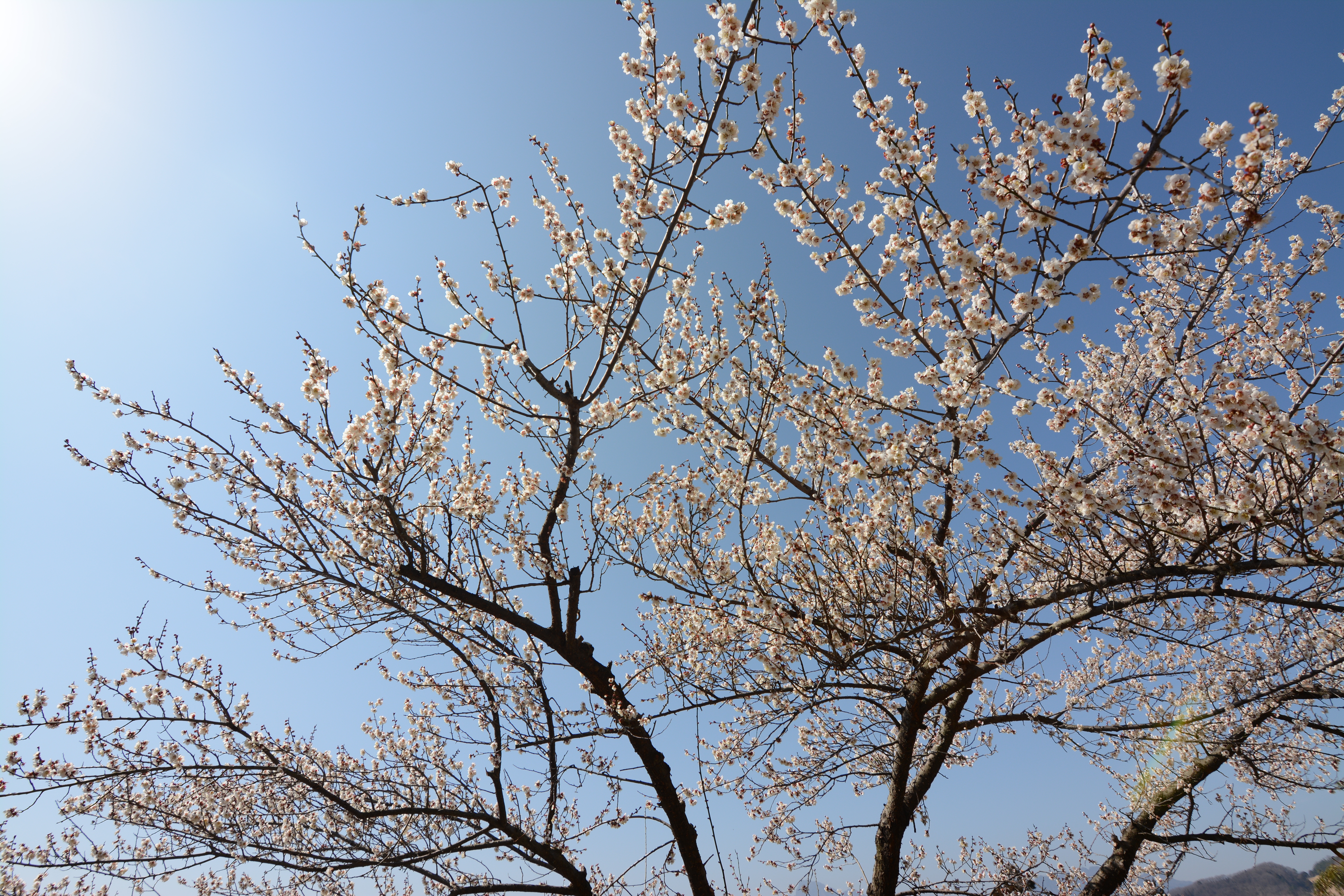 太陽が画面外にある逆光で撮影。D7100 / 1/500秒 / F8 / -0.3EV / ISO100 / 絞り優先AE / 11mm