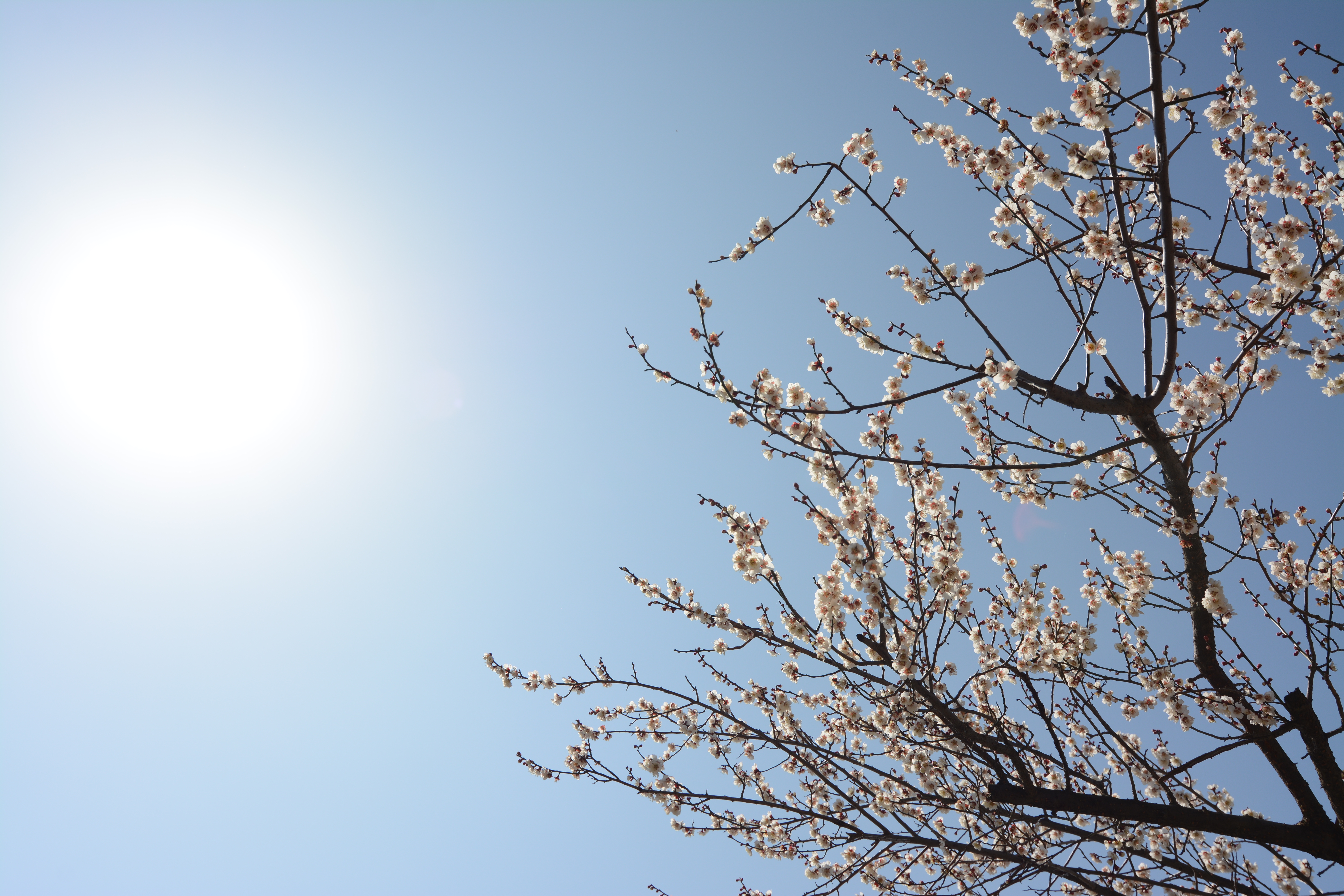 太陽が画面内に入る逆光で撮影。D7100 / 1/640秒 / F8 / -0.3EV / ISO100 / 絞り優先AE / 20mm