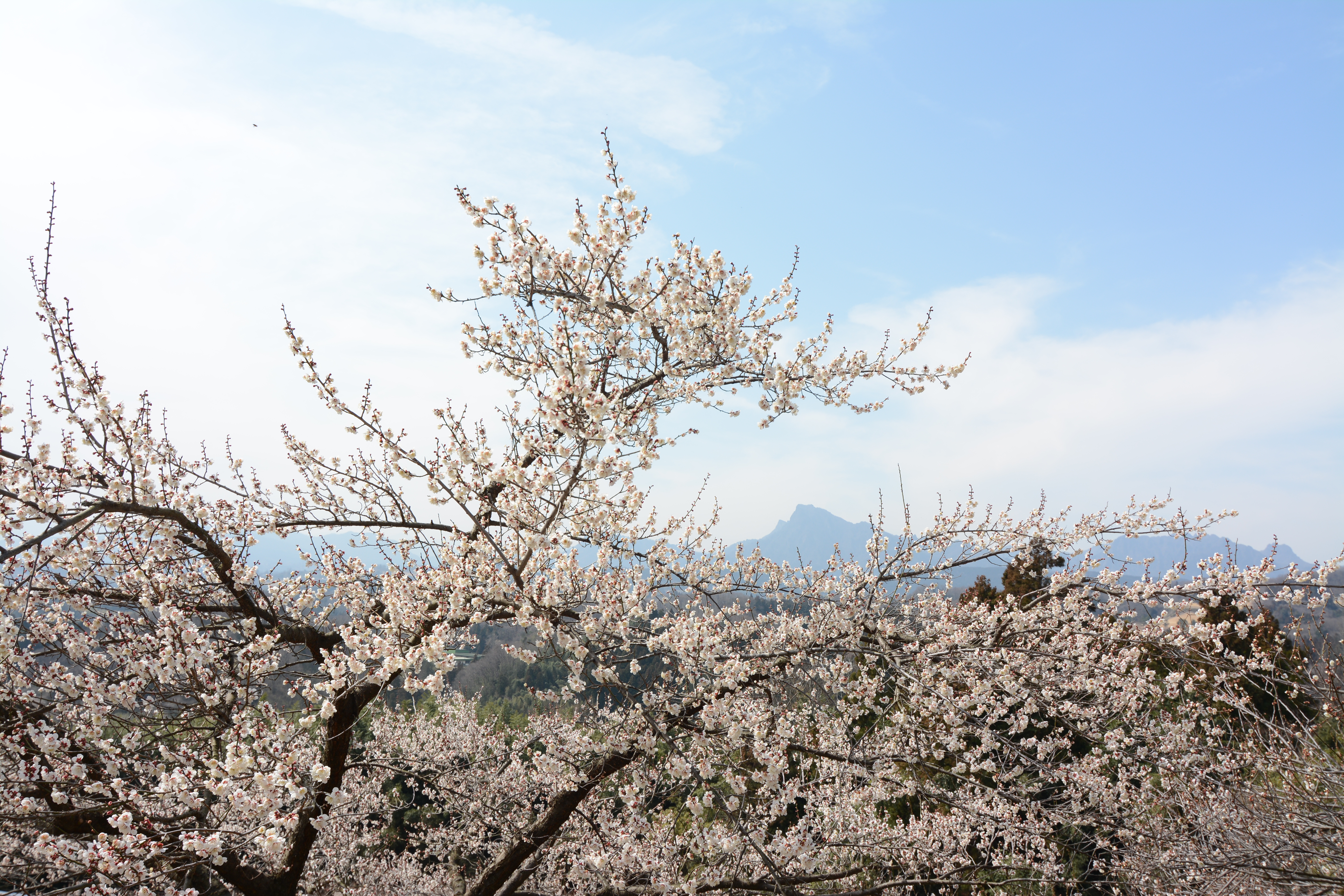 D7100 / 1/320秒 / F8 / 0EV / ISO100 / 絞り優先AE / 19mm