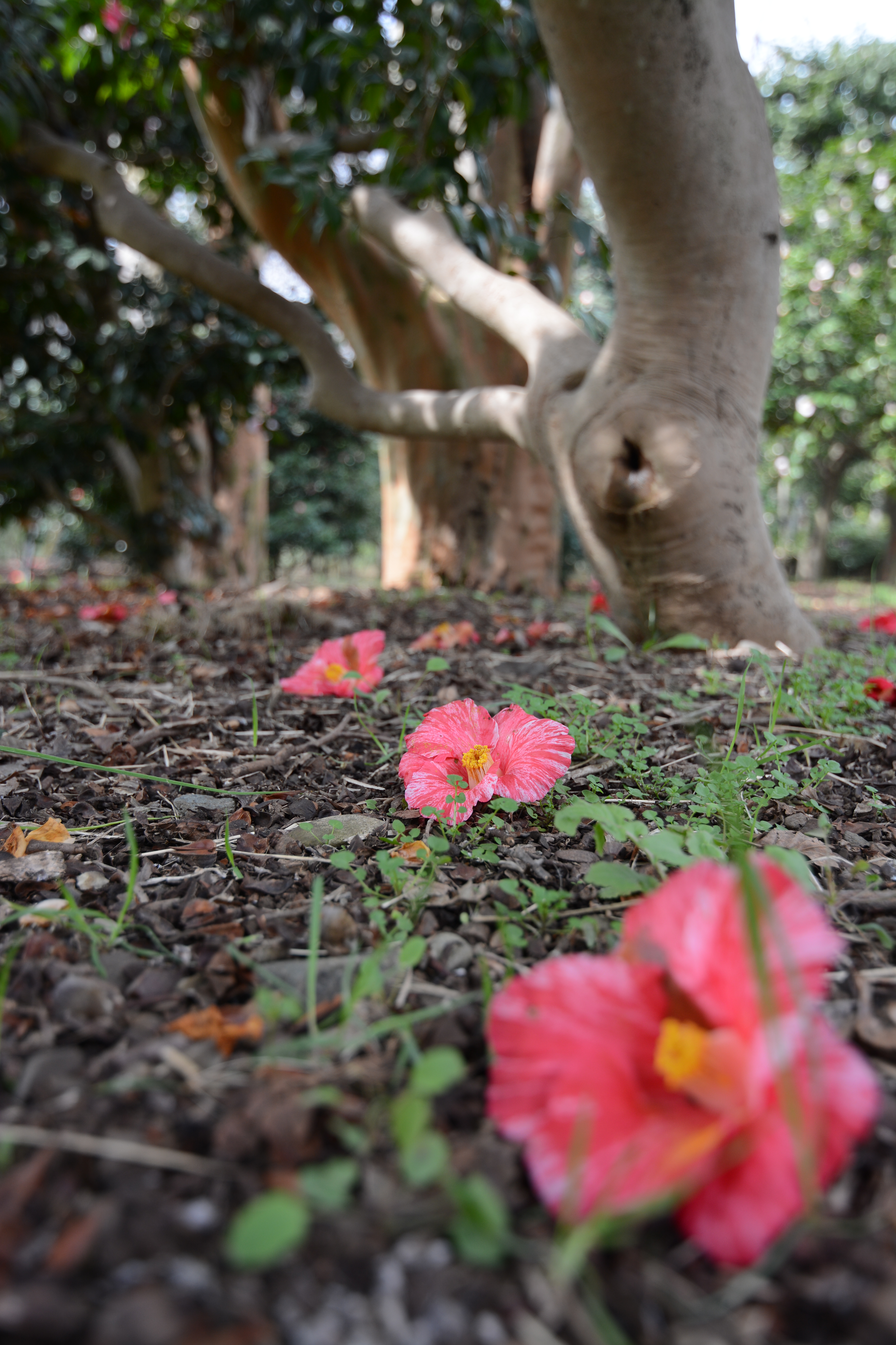 D7100 / 1/125秒 / F4 / -0.7EV / ISO100 / 絞り優先AE / 20mm