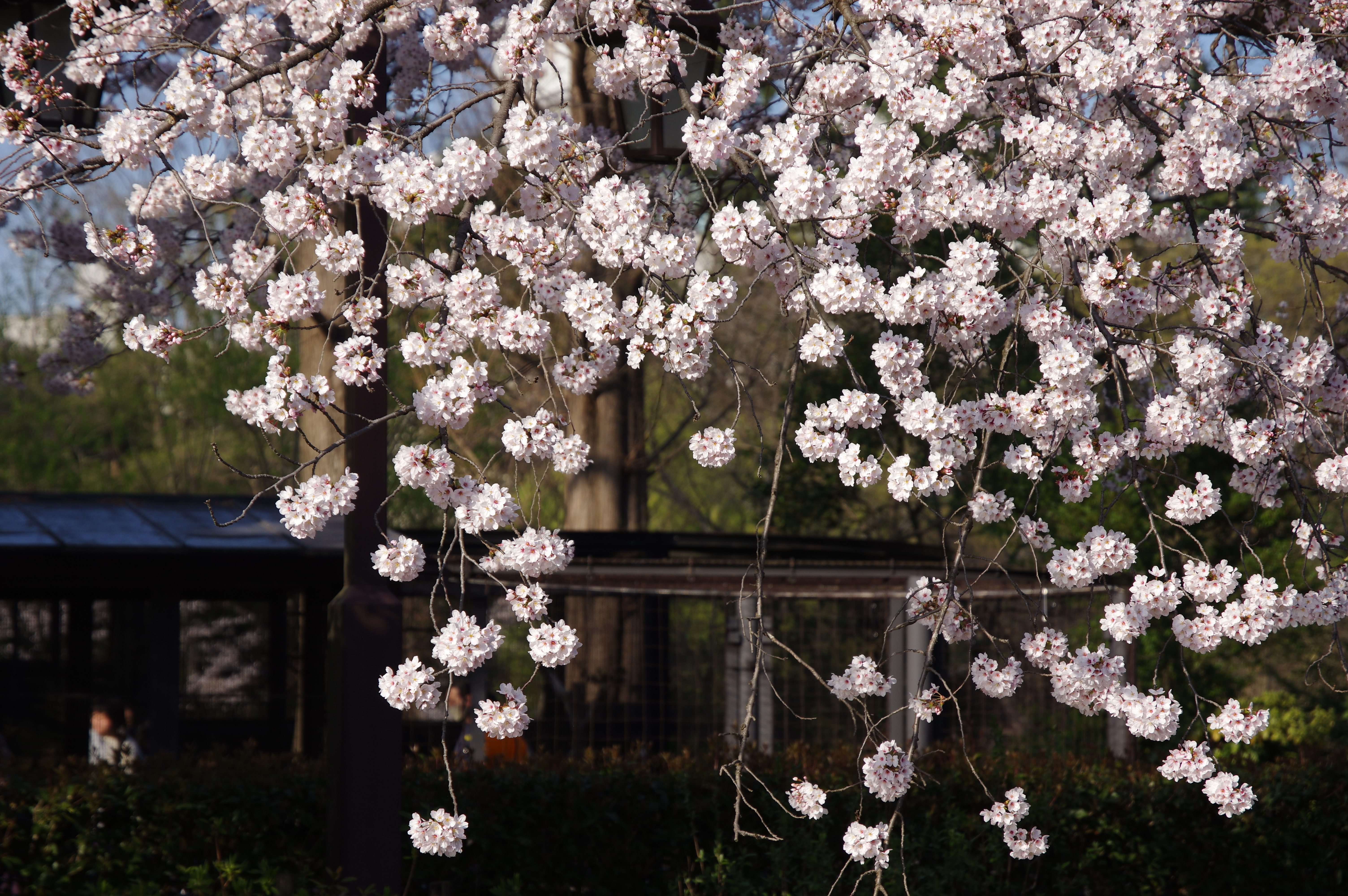 1/640秒 / F6.3 / ISO160 / 絞り優先AE / 85mm