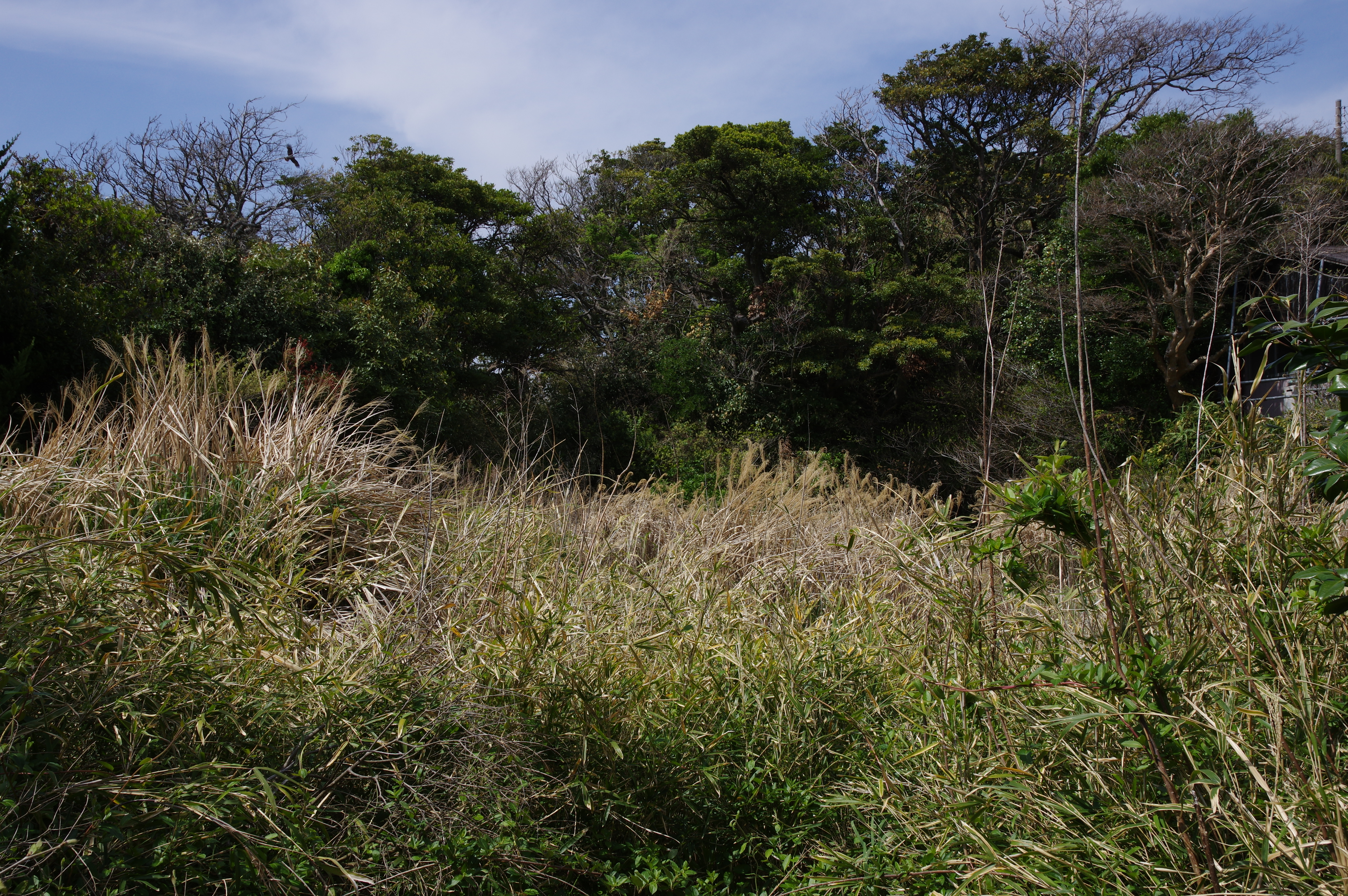 1/320秒 / F11 / ISO160 / 絞り優先AE / 26mm