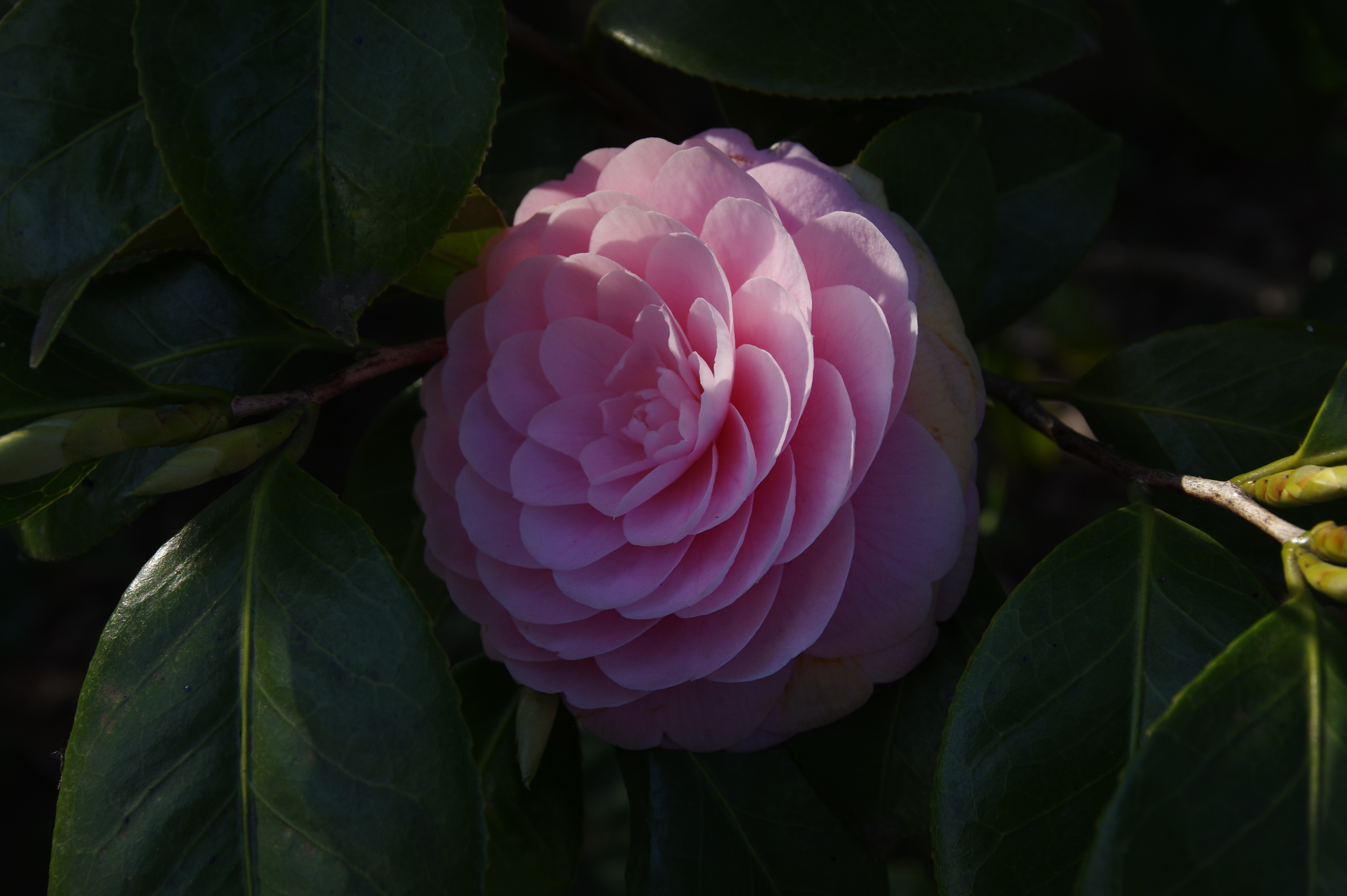 1/125秒 / F9 / ISO200 / 絞り優先AE / 39mm