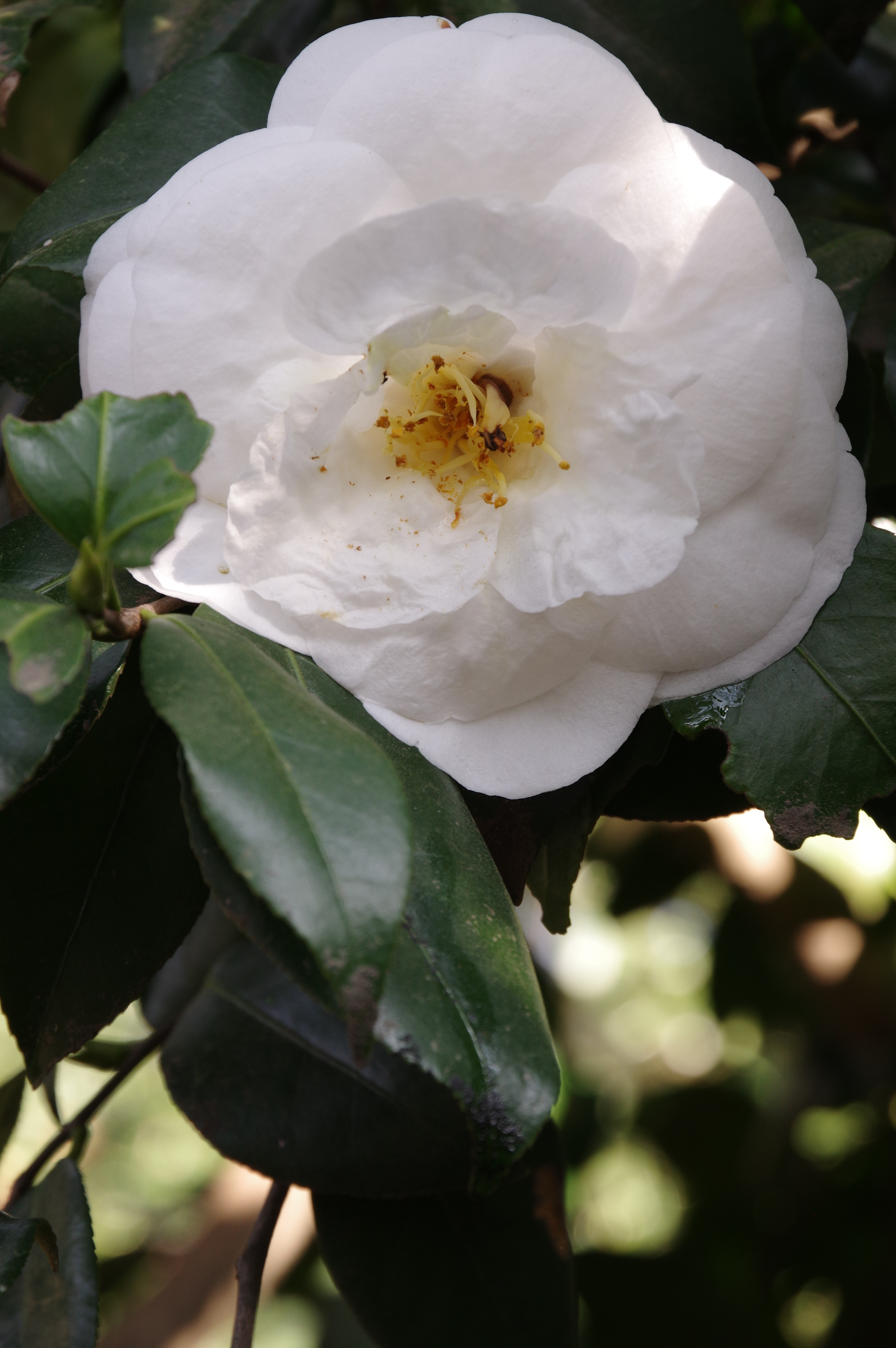 1/80秒 / F10 / ISO500 / 絞り優先AE / 85mm