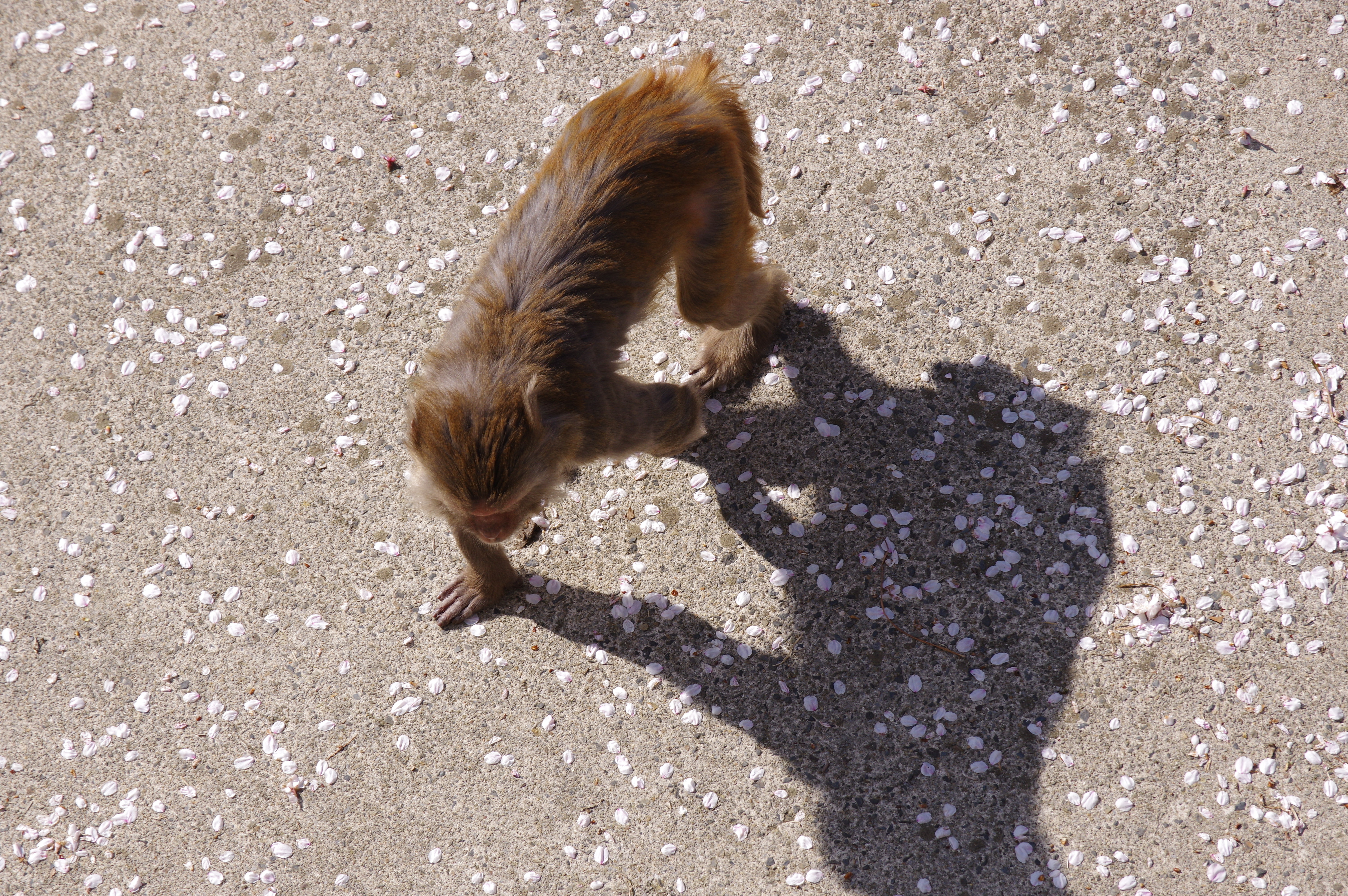 1/500秒 / F9 / ISO250 / 絞り優先AE / 85mm