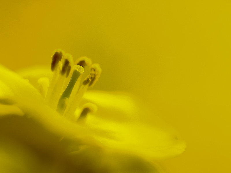 マニュアルフォーカスは時間がかかりますが、カメラのオートフォーカスが迷いがちな、こんな状況でのピント合わせも可能です。