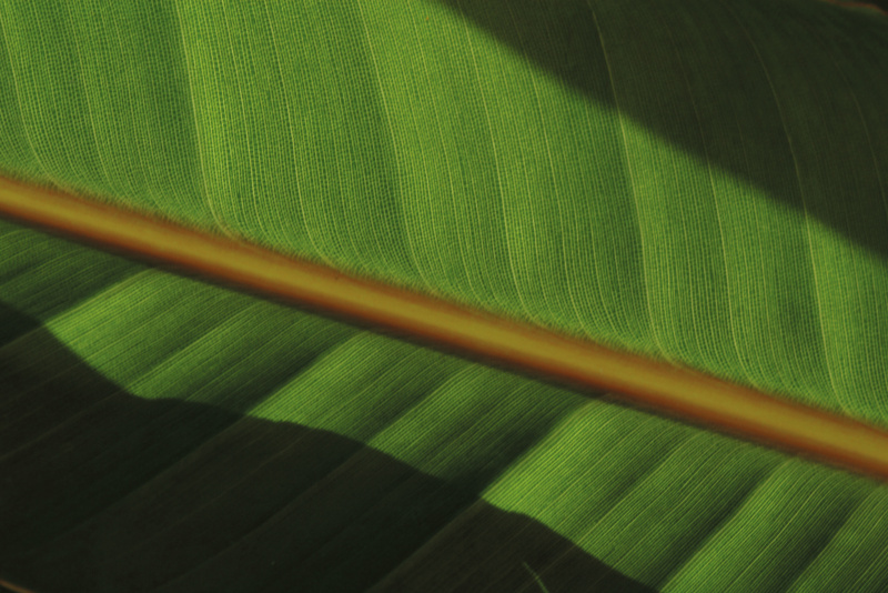 アートリーフシリーズの一枚。温室内で見つけた葉っぱを、手持ちで撮影した。<br class="">・着眼点：葉脈の規則性と緻密さ<br class="">・撮り頃：光が斜めになった午後<br class="">・イメージ：自然界の神秘<br class="">・撮影テクニック：脇を締めて手ブレを防ぐ<br class="">・ひと工夫：影とラインによるリズム<br class="">150mm相当 / プログラムオート / F8 / 1/90秒 / ISO200 / WB：太陽光