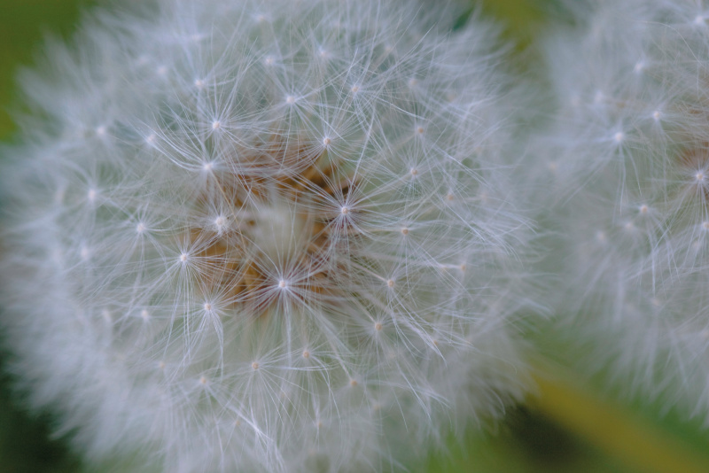 子どもの頃に遊んだタンポポの綿毛。フワフワで、非常にもろいもの。フワフワ感の描写には、やわらかい光が向いている。