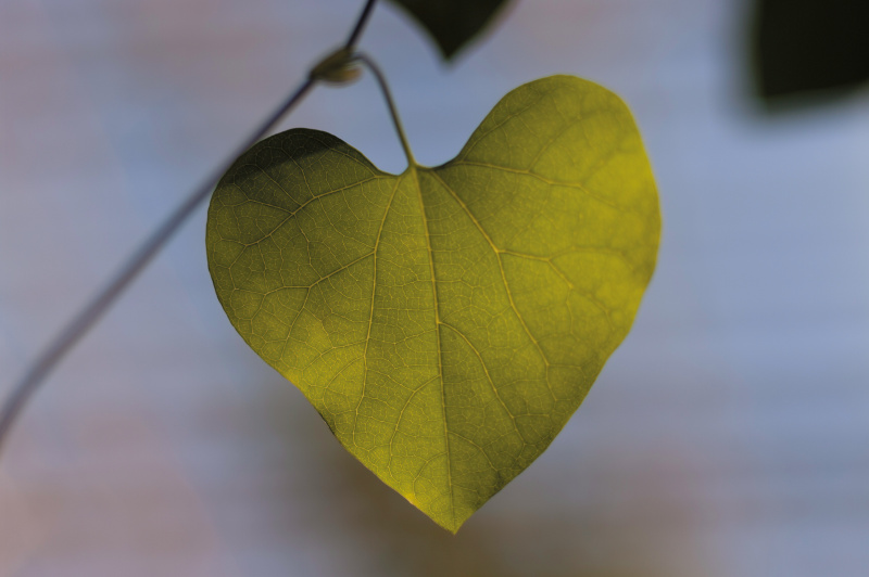 喫茶店に観葉植物があり、ハートのかたちをした葉っぱが目に入った。背景をシンプルにして、かたちを強調した。<br class="">・着眼点：ハートのかたち<br class="">・撮り頃：かたちを見つけた瞬間<br class="">・イメージ：温かさと幸福感<br class="">・撮影テクニック：ピントをしっかり<br class="">・ひと工夫：ハート以外のものを入れない<br class="">90mm相当 / プログラムオート / F2 / 1/1,600秒 / ISO100 / WB：太陽光