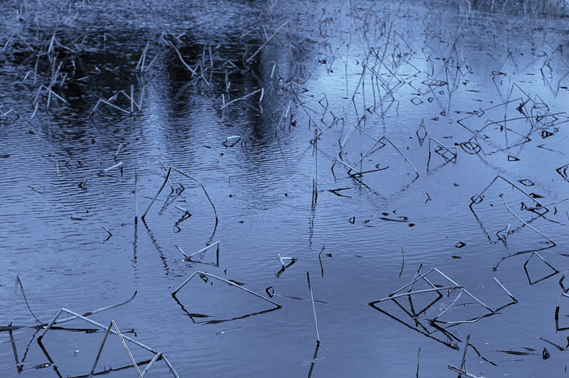 田んぼの中で、折れ曲がっているたくさんの枯れ枝。ジグザグのランダムなリズムが感じられる。