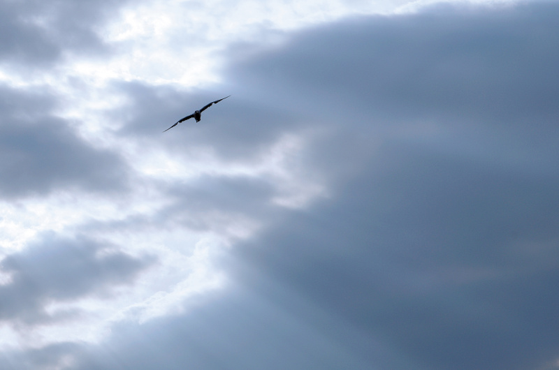 チンダル現象が起きている静かな風景の中に、1羽のカモメが飛んできた。このカモメを、「トーン」という1拍として入れることで、余韻が感じられる写真になった。スペースが広いだけに、1拍の効果が大きい。