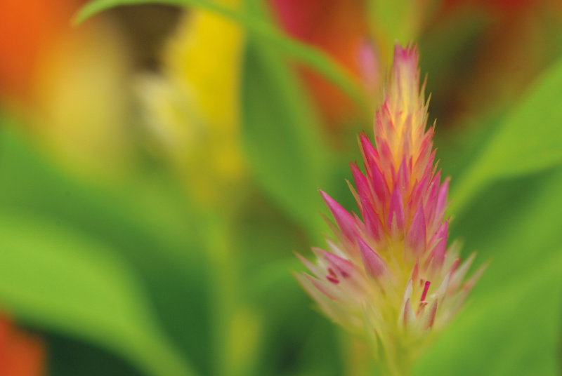 花のピンクのグラデーションや、背景の緑のグラデーションがそれぞれ美しい。背景のボケの中にもグラデーションがある。