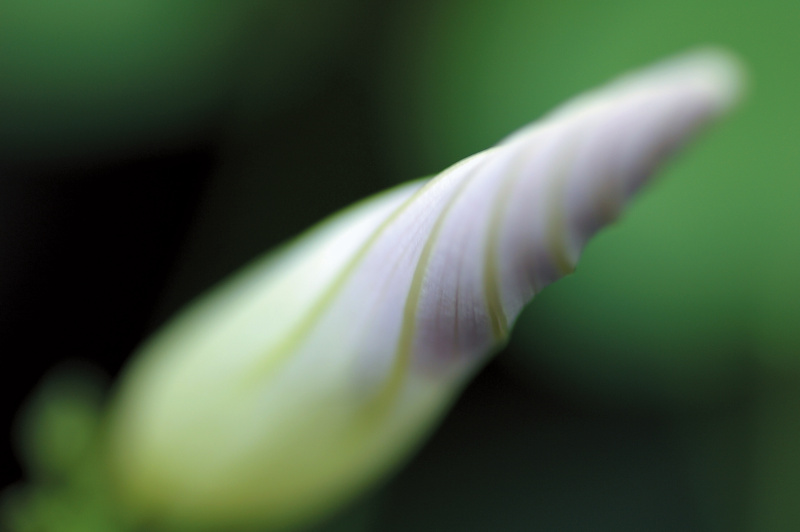 アサガオのつぼみに見つけた、色のグラデーションを撮影。ボケを使うことで、さらにグラデーションが強調されている。