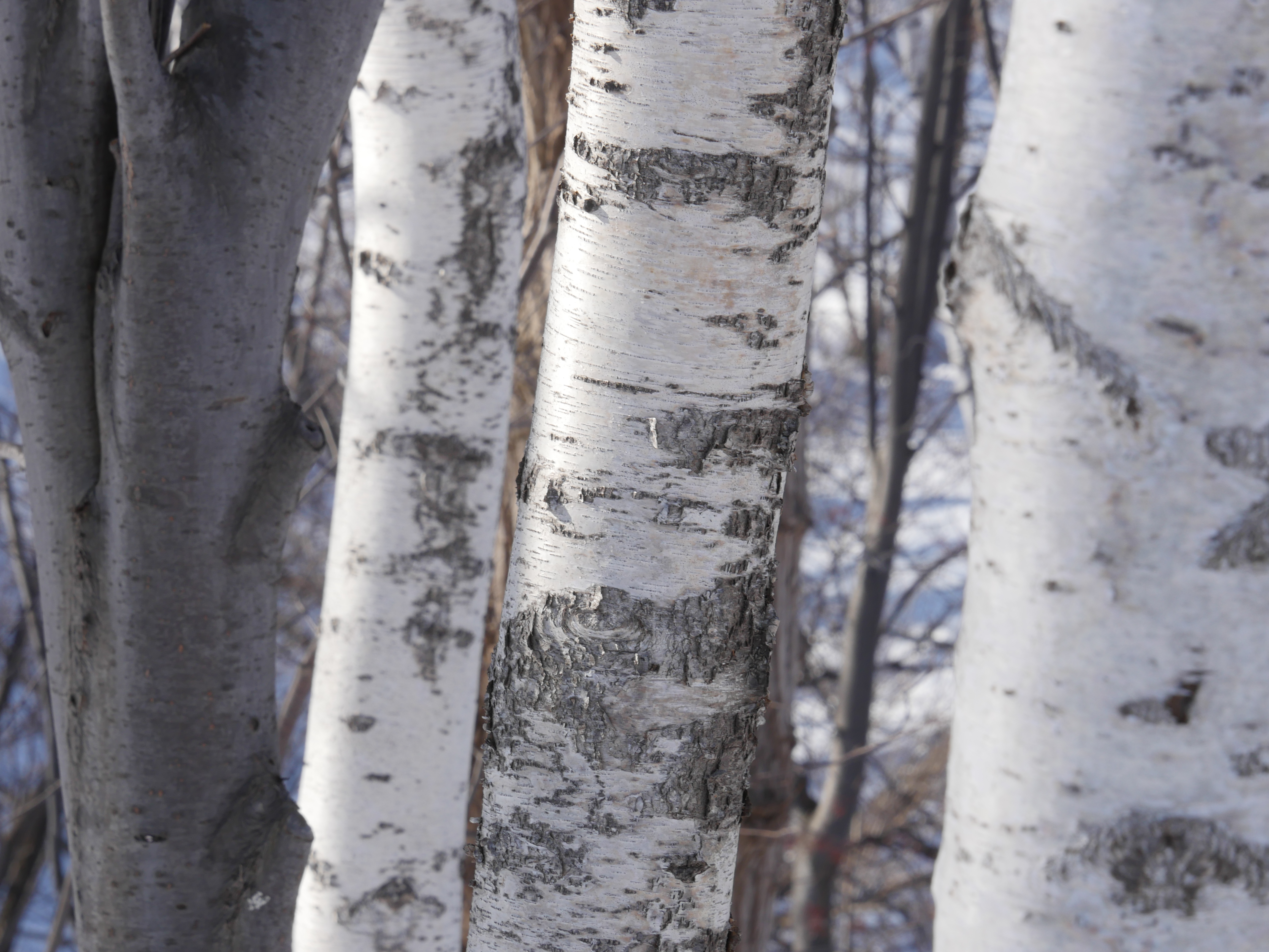 絞りF11・距離数mで撮影。DMC-GH4 / 1/125秒 / F11 / +0.7EV / ISO200 / 絞り優先AE / 100mm