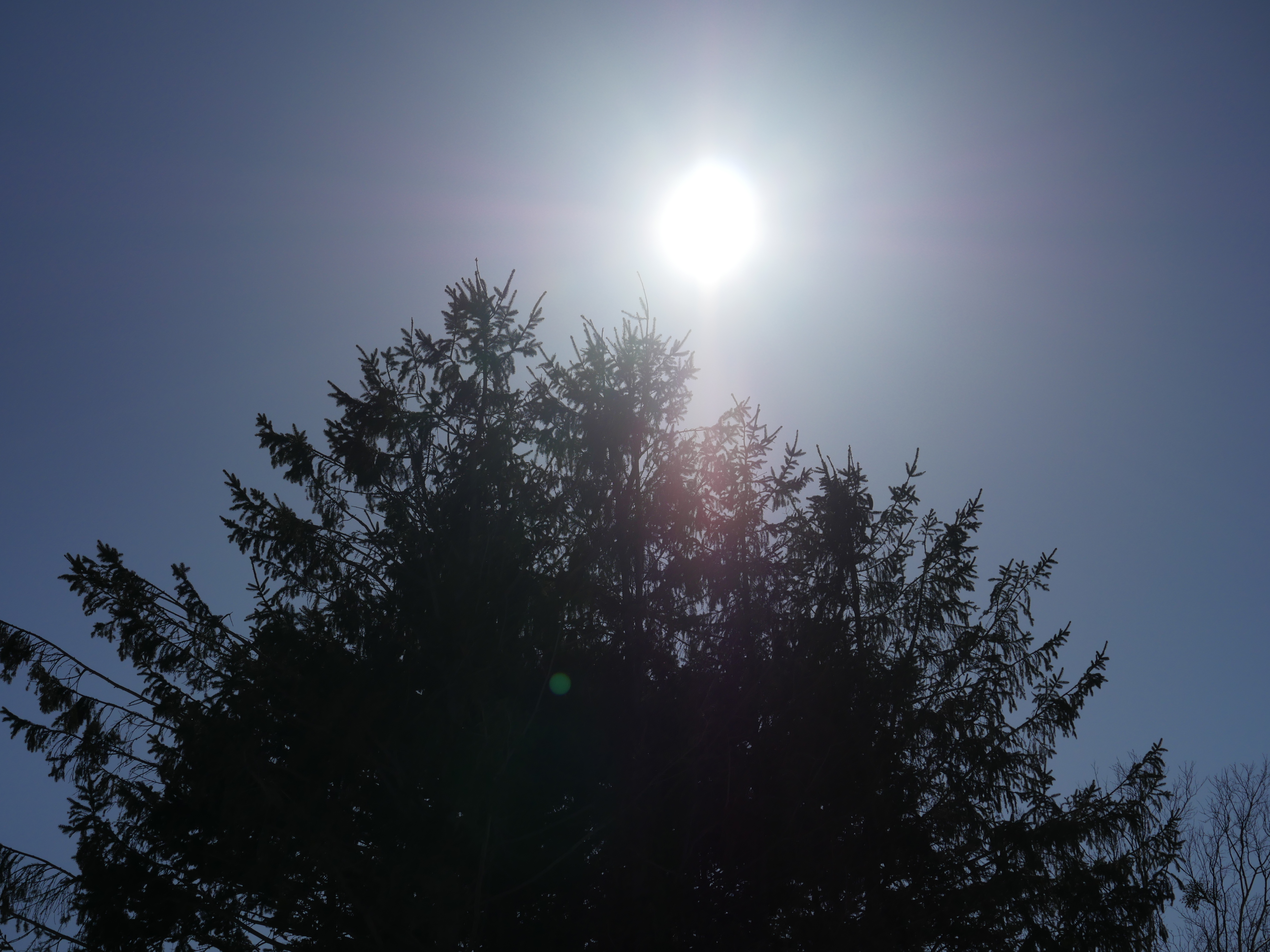 太陽が画面内に入る逆光で撮影。DMC-GH4 / 1/6,400秒 / F8 / -2EV / ISO200 / 絞り優先AE / 35mm