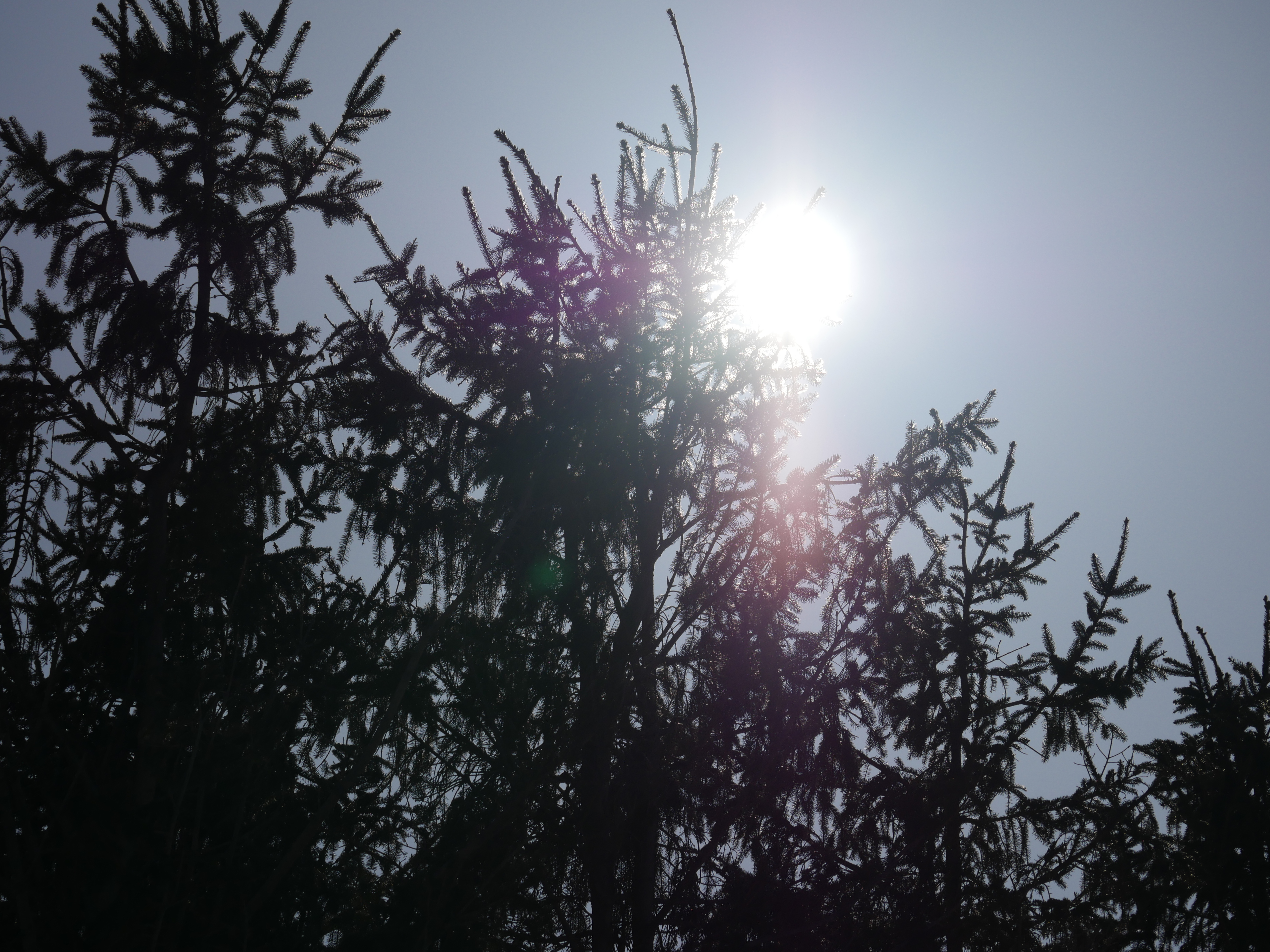 太陽が画面内に入る逆光で撮影。DMC-GH4 / 1/8,000秒 / F8 / -1.3EV / ISO200 / 絞り優先AE / 100mm