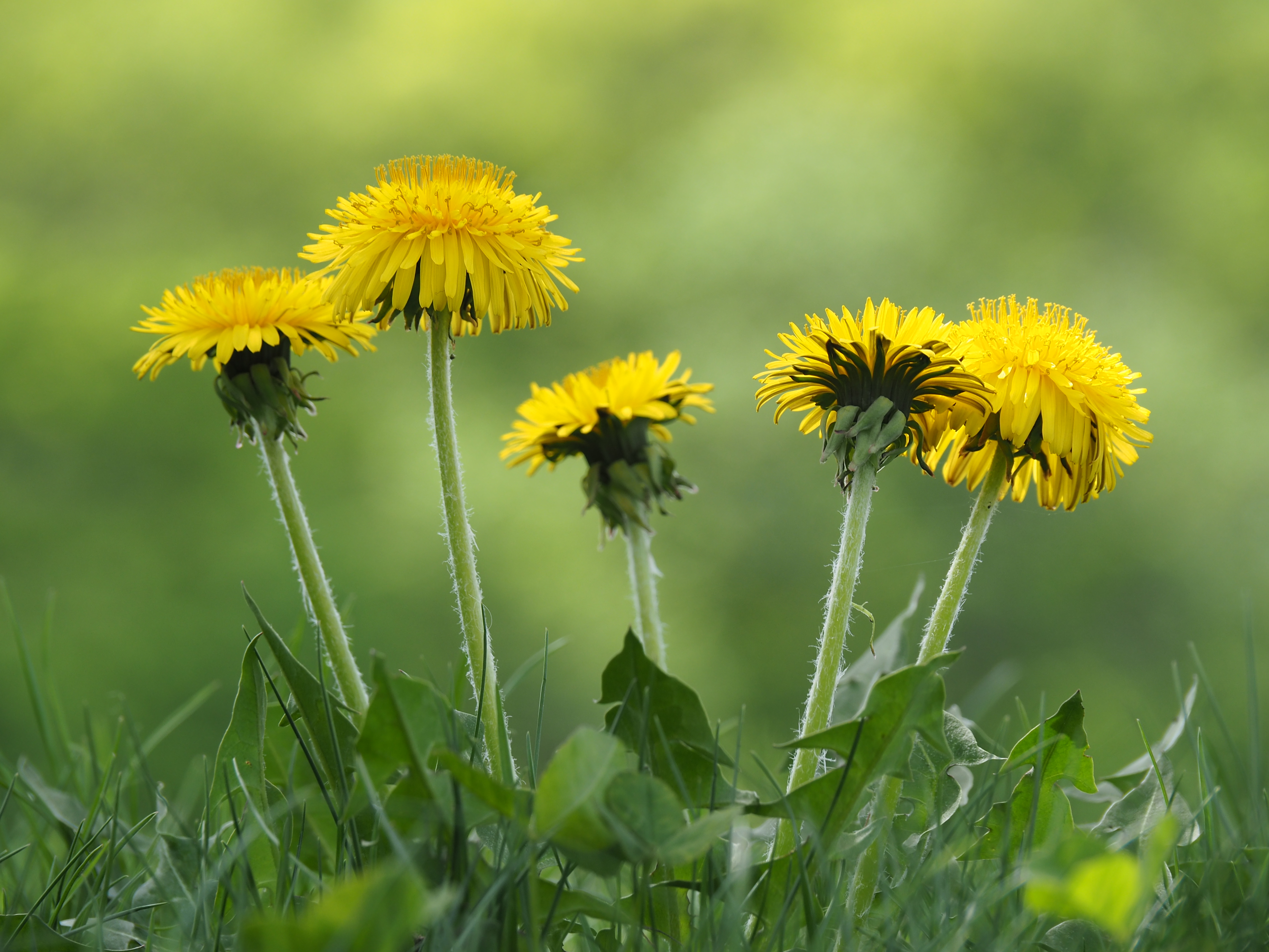OM-D E-M5 Mark II／M.ZUIKO DIGITAL ED 14-150mm F4.0-5.6 II／ISO200／F6.3／1/250秒／+0.7EV／100mm