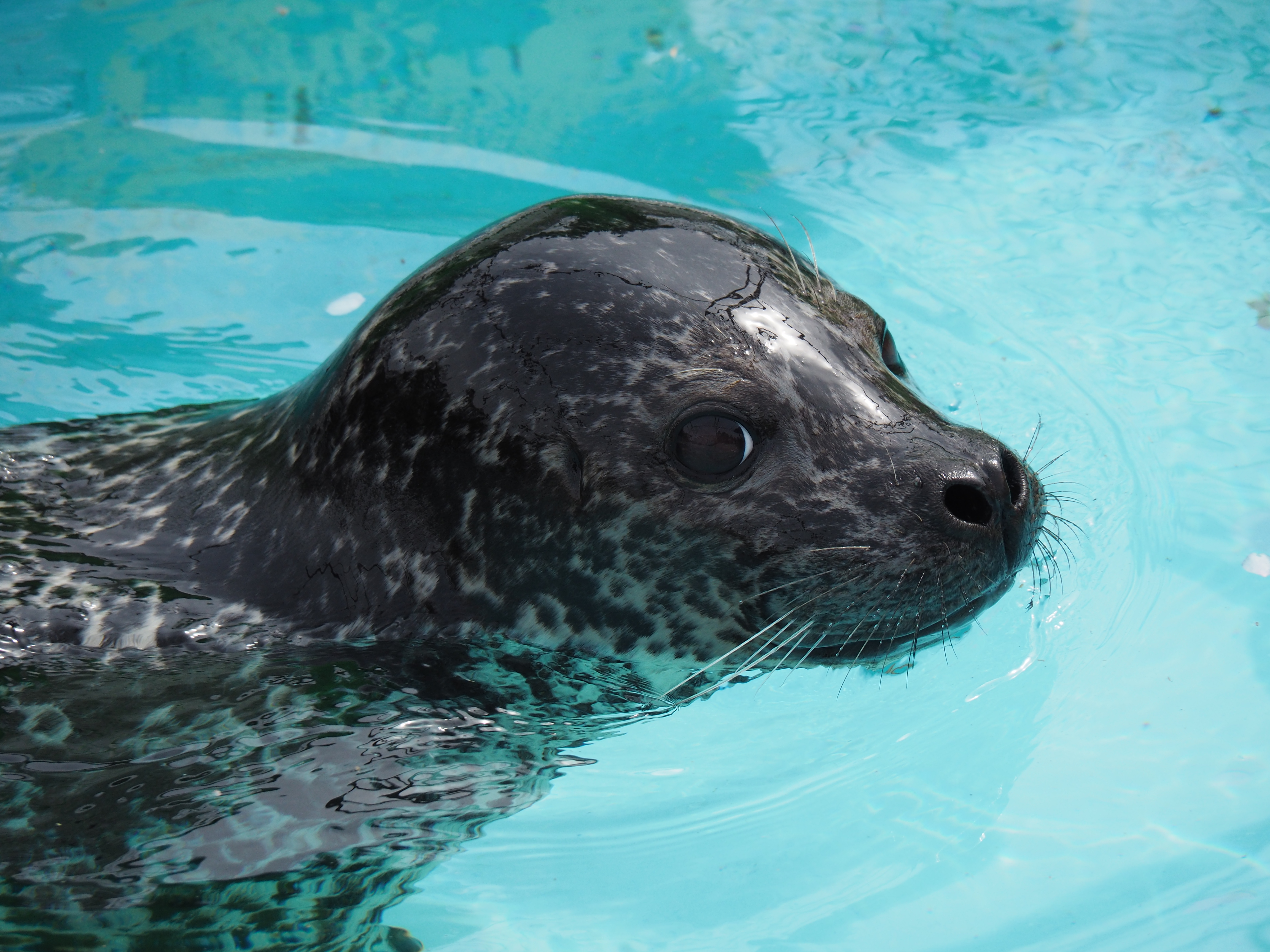 OM-D E-M5 Mark II／M.ZUIKO DIGITAL ED 14-150mm F4.0-5.6 II／ISO400／F6.3／1/1,000秒／0EV／300mm