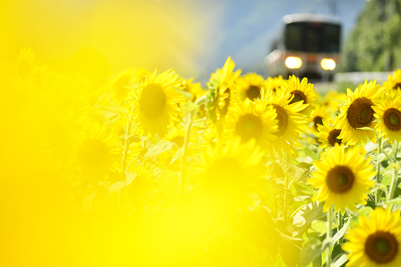 <strong class="">望遠レンズの場合はボリューム感を出す</strong><br class="">主役を花と決め、圧縮効果によりボリュームが出せる望遠レンズを使い、ひまわりにピントを合わせて列車をぼかした。ライトを目立たせて列車の存在感を保っている。130mm相当の望遠レンズで撮影。近い花を前ボケとして入れて優しい雰囲気になるように心がけた