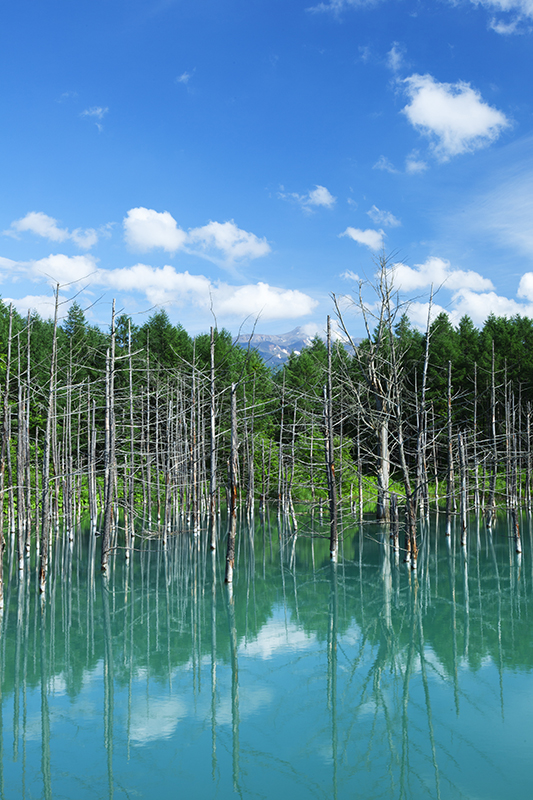 <b class="">横位置の構図で広がりを作る</b><br class="">池の緑色を主題に考えて池の広がりも表現しかったので、横位置の構図を作った。空と木立、池の3つの被写体で三層の構図を作る。画面の中に安定感が出ると同時に、池のエメラルドグリーンに注目しやすくなる。