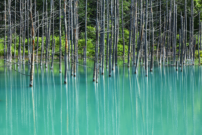 <b class="">35mmで自然な広がりを作る</b><br class="">左右に広がる立ち枯れた木々の並びと池の広がりを出すために、35mmの画角で横位置の構図を作る。やや標準気味の35mmを使うことで、パースがつくこともなく、素直な風景の広がりが表現できることが分かる。