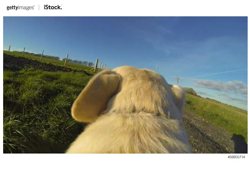 飼い犬にカメラを取り付けた撮影した作品