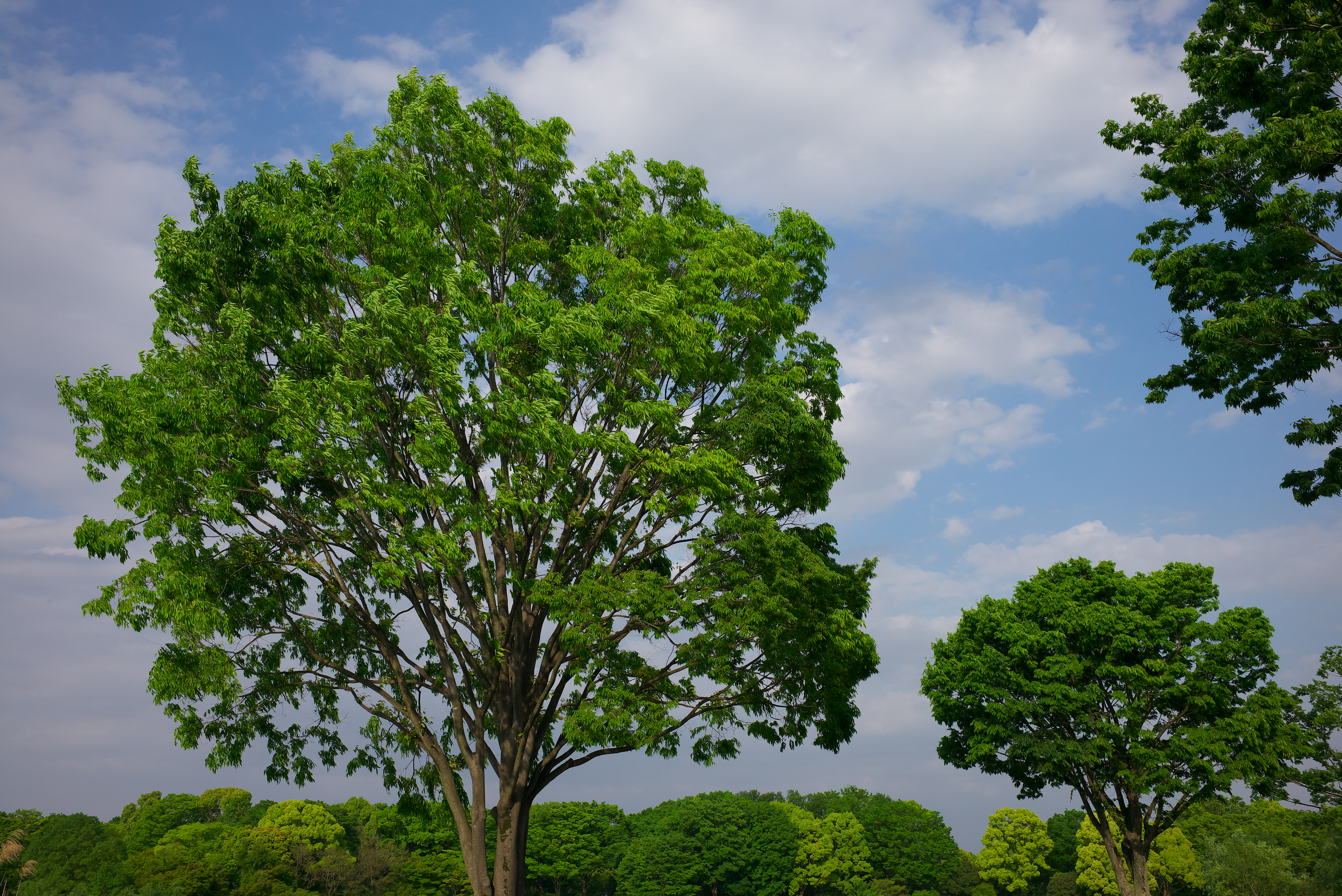 遠距離での描写力をみてみたが、非常に秀逸であり、高画素機でもそのポテンシャルを生かすことができ、緻密な再現性が期待できるだろう。ライカM（Typ 240） / 1/500秒 / F8 / 0EV / ISO200 / マニュアル / 35mm