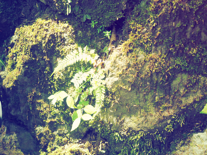 木漏れ日がスポットライトのように当たっている葉っぱを撮影。葉っぱに日が当たると反射で白く飛びやすくなります。