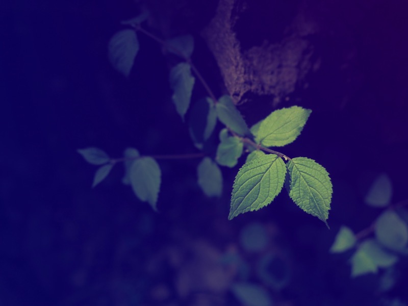 木漏れ日がスポット光になって、葉っぱだけに光が当たっていました。露出をマイナスに補正すると、光が当たっているところだけを引き立てて撮影することができます。撮影：コムロミホ先生