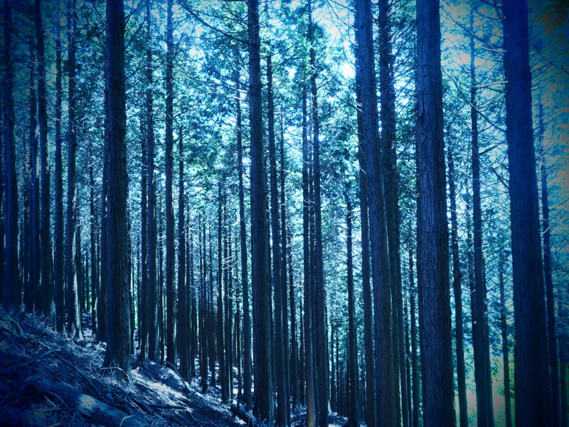 見晴台の近くになると、辺りは静かで、木々から差し込む光が幻想的でした。ホワイトバランスの電球を選んで、全体的に青く、清々しさイメージに仕上げました。撮影：コムロミホ先生