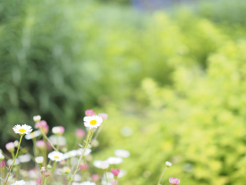 露出補正：+1.0EV