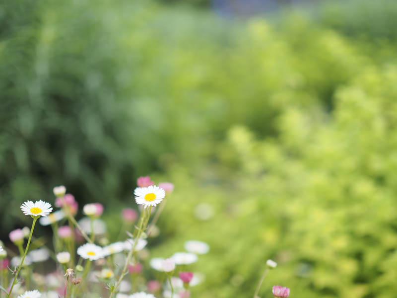 露出補正：+0.3EV