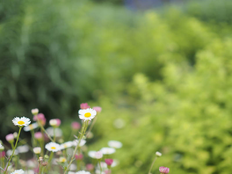 露出補正：±0.0EV（何も補正していない状態）