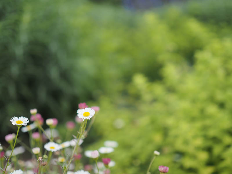 露出補正：-0.3EV