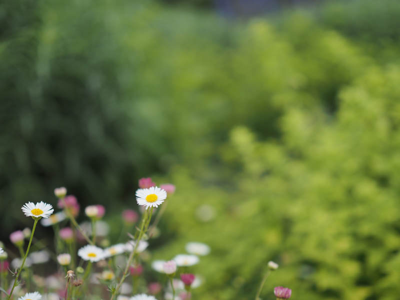 露出補正：-0.7EV