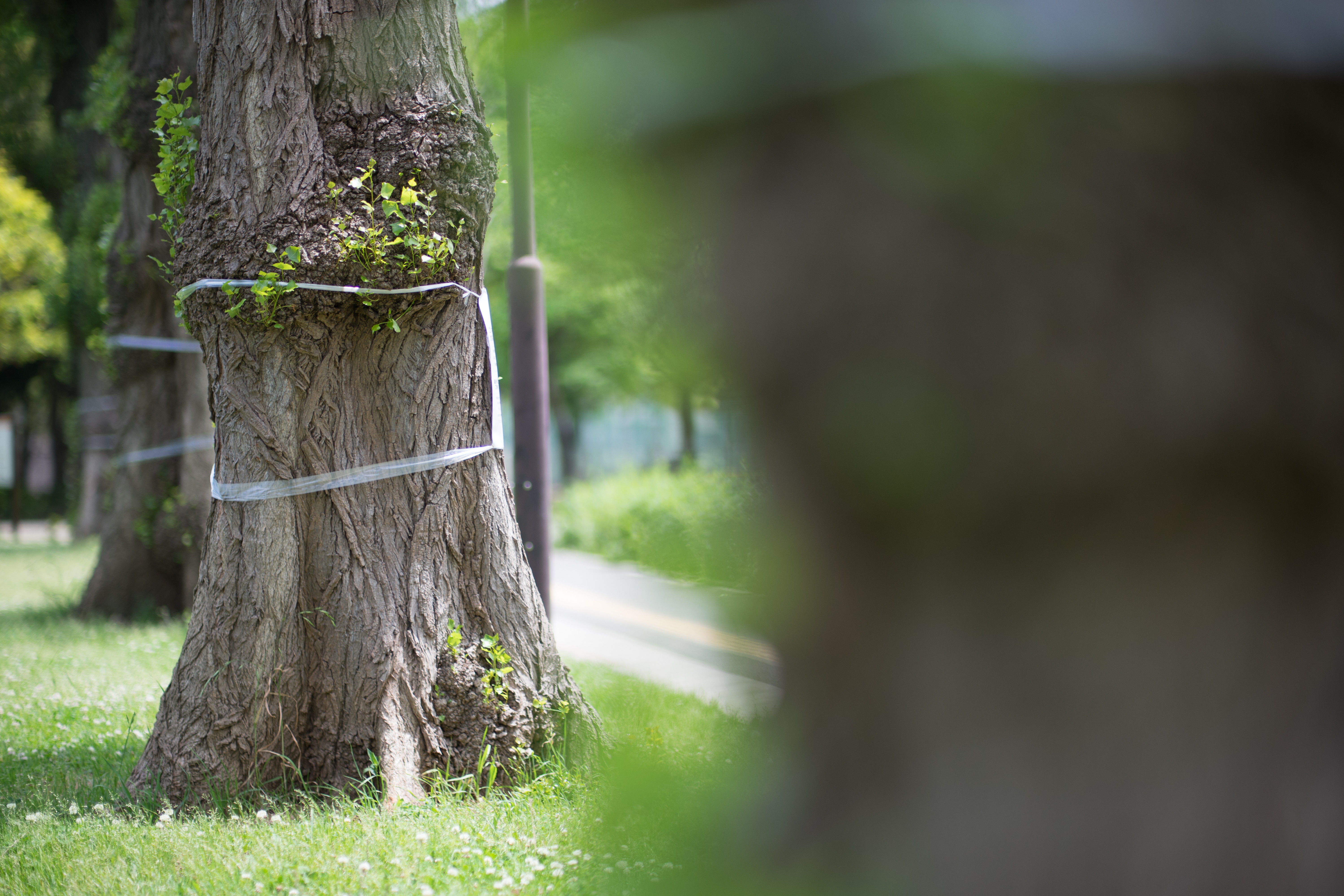 絞り開放・距離数mで撮影。