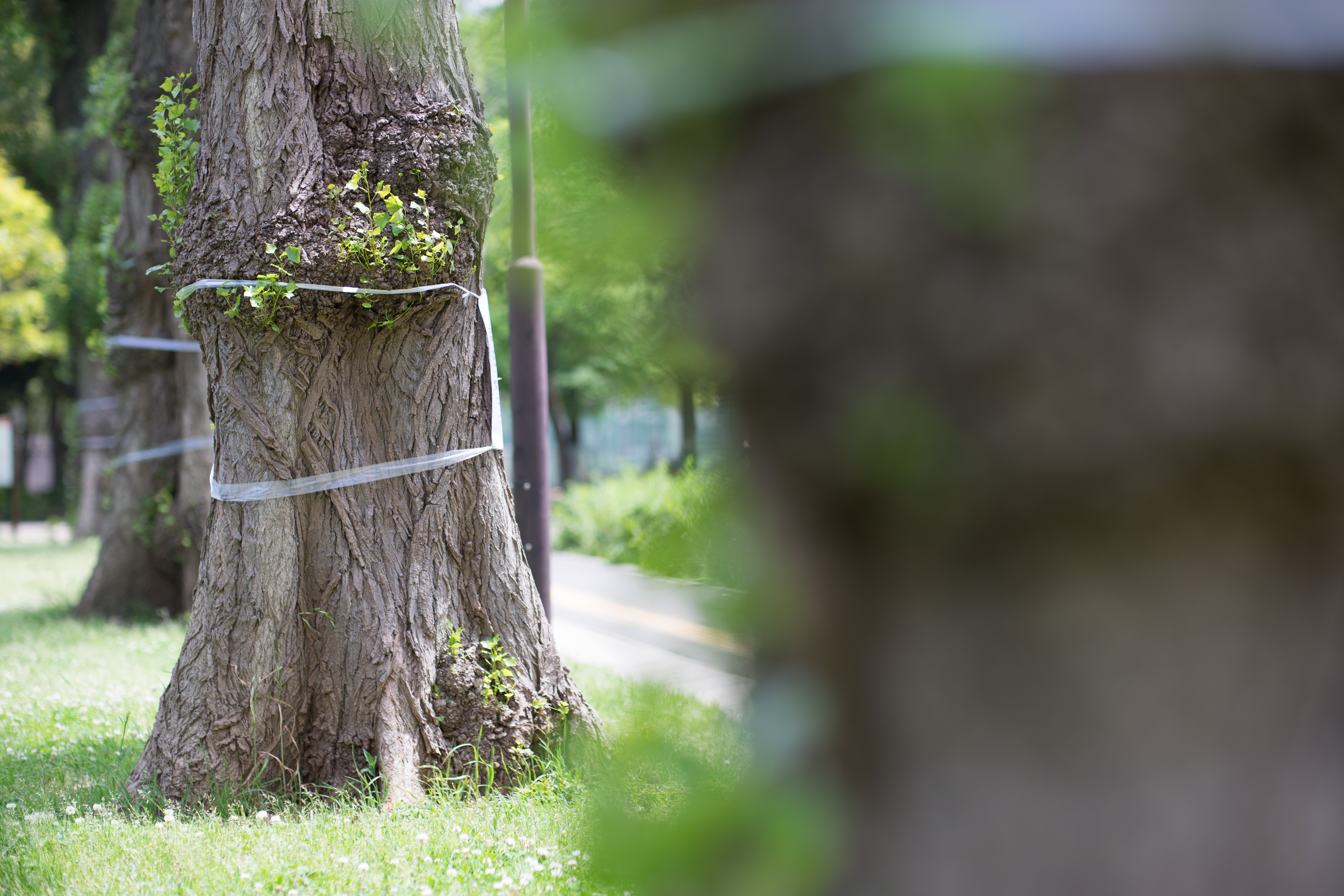 絞りF2・距離数mで撮影。