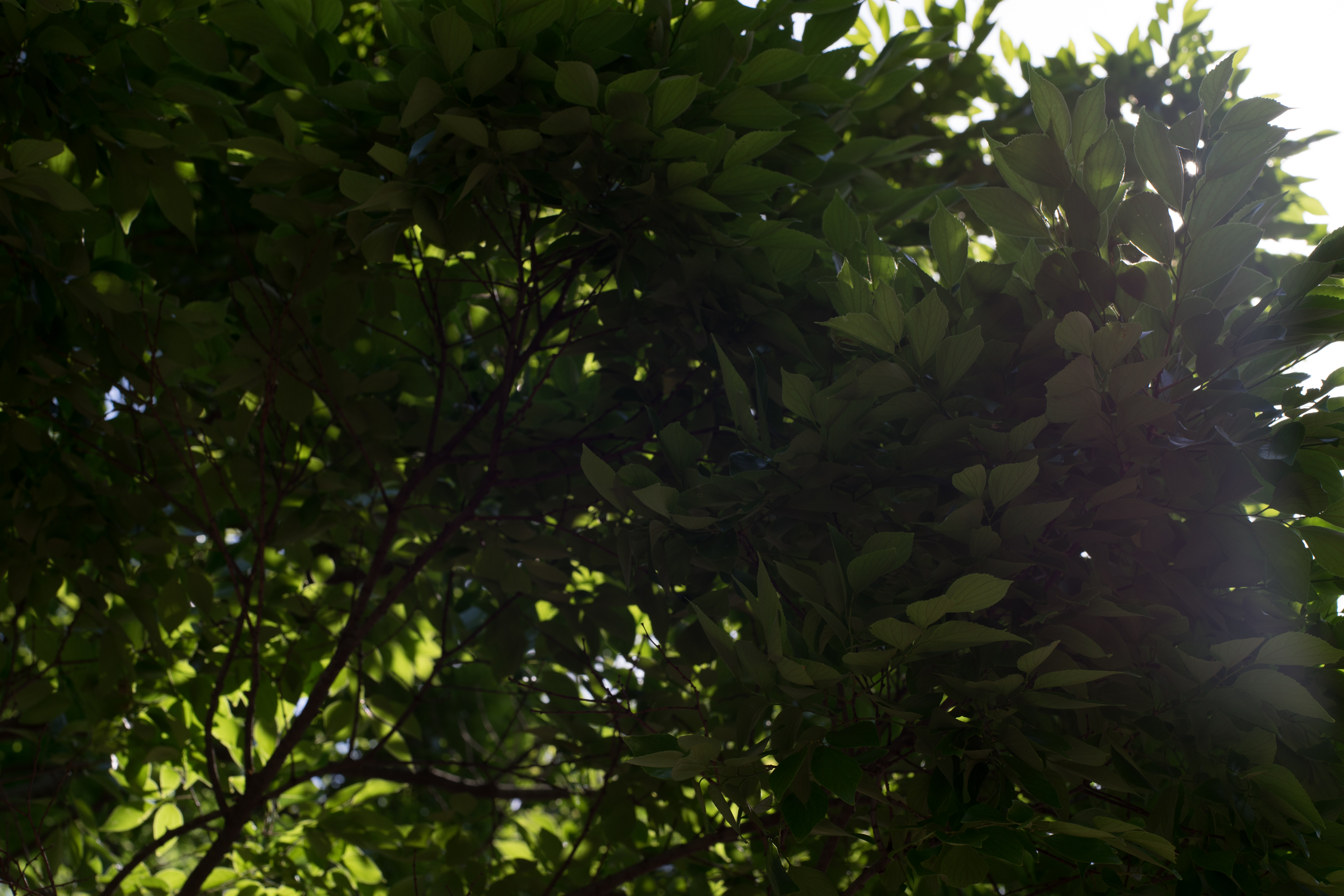 太陽が画面外にある逆光で撮影。α7 / 1/125秒 / F5.6 / 0EV / ISO100 / 絞り優先AE / 50mm