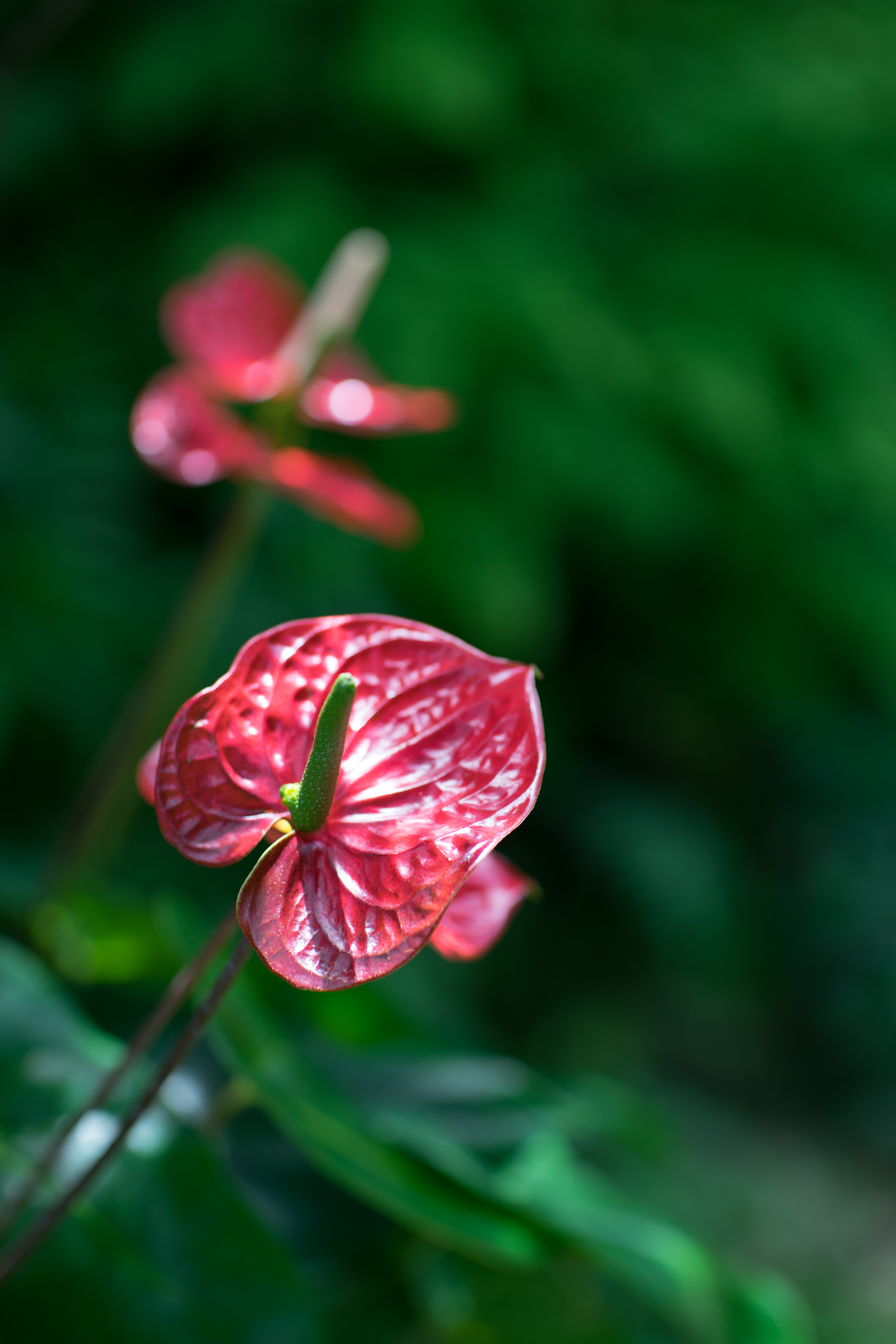 α7 / 1/160秒 / F2 / -0.3EV / ISO100 / 絞り優先AE / 50mm