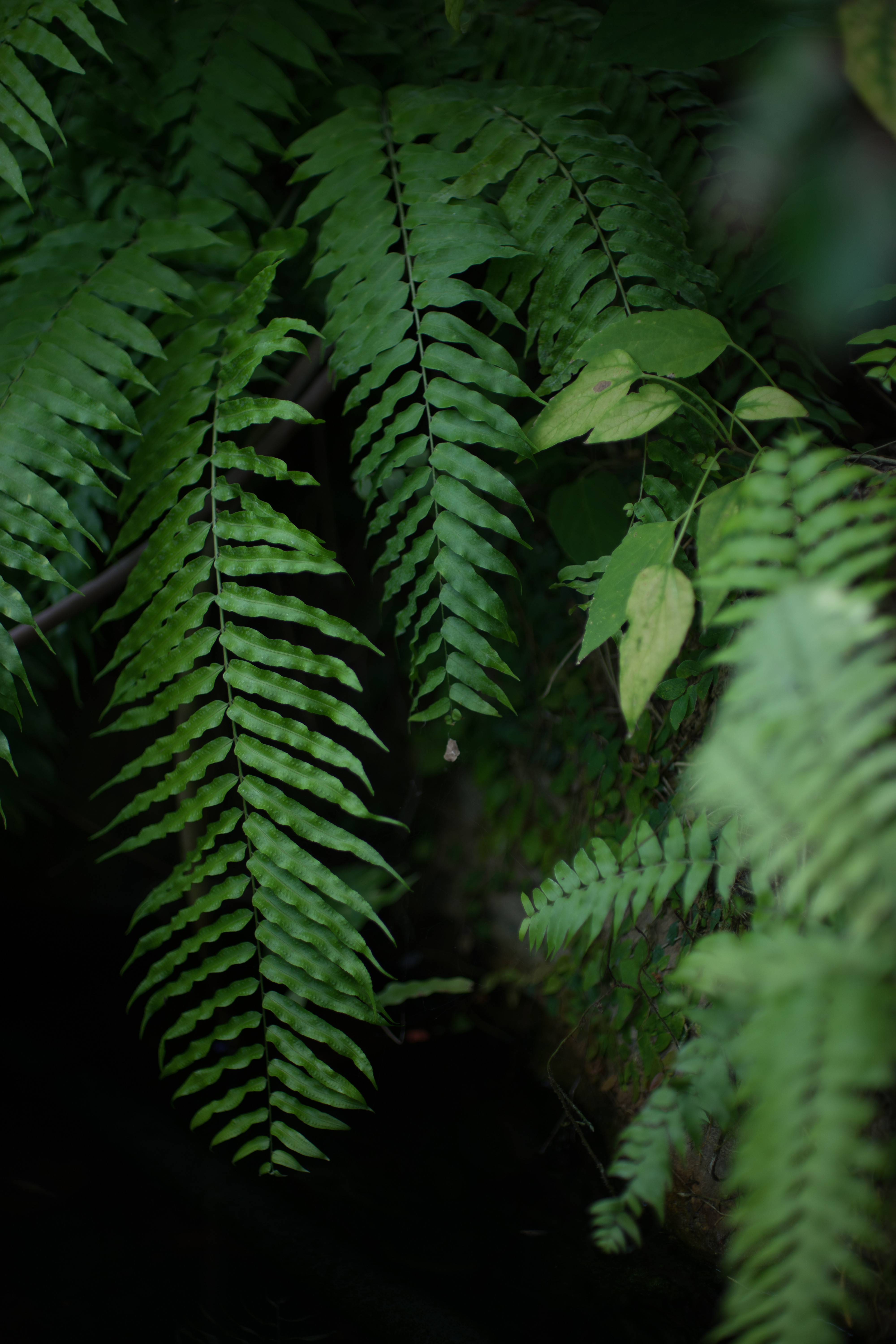 α7 / 1/640秒 / F1.2 / -1.7EV / ISO100 / 絞り優先AE / 50mm