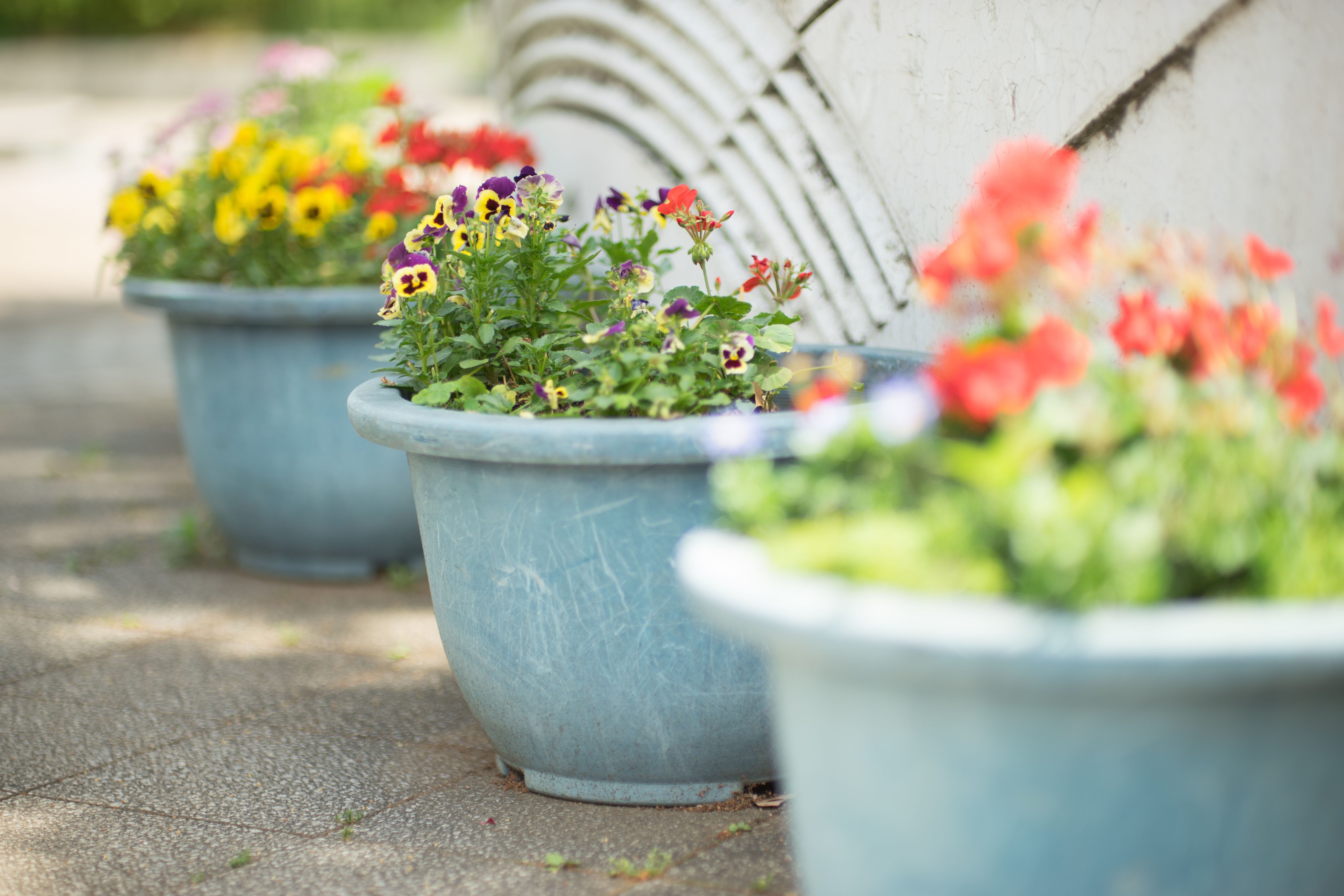 α7 / 1/1,600秒 / F1.2 / +1.3EV / ISO100 / 絞り優先AE / 50mm